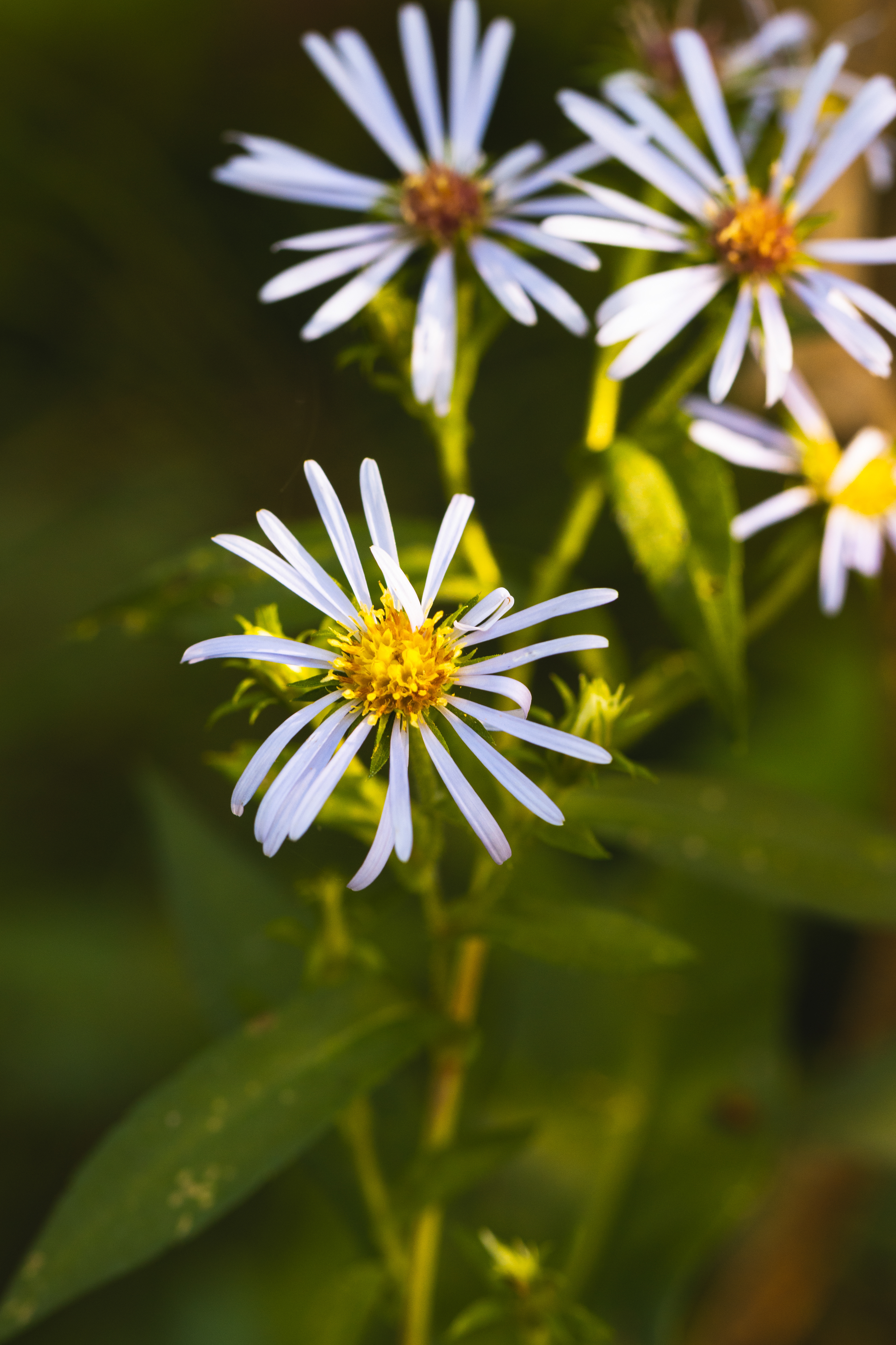 Eurybia macrophylla