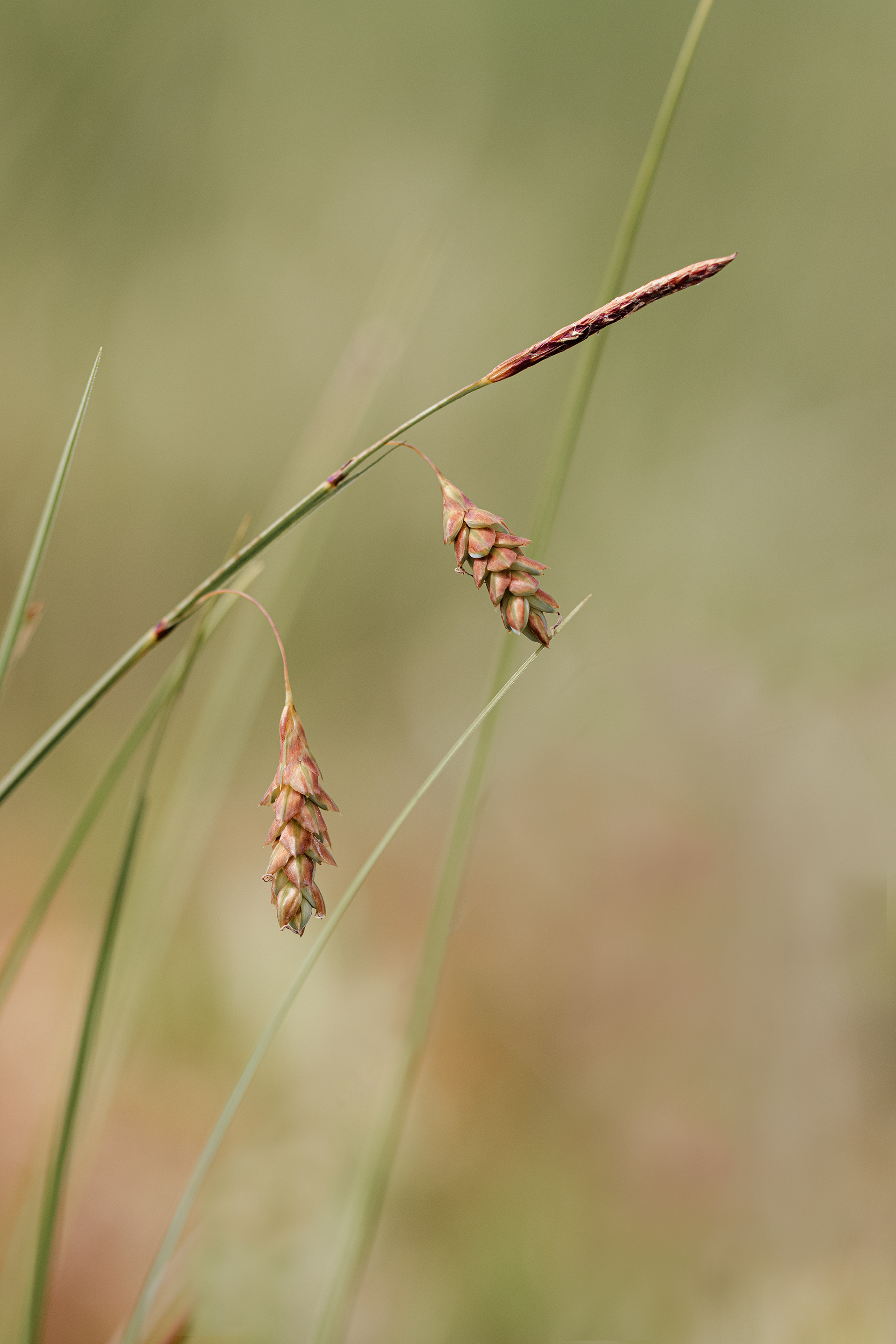Carex magellanica subsp. irrigua