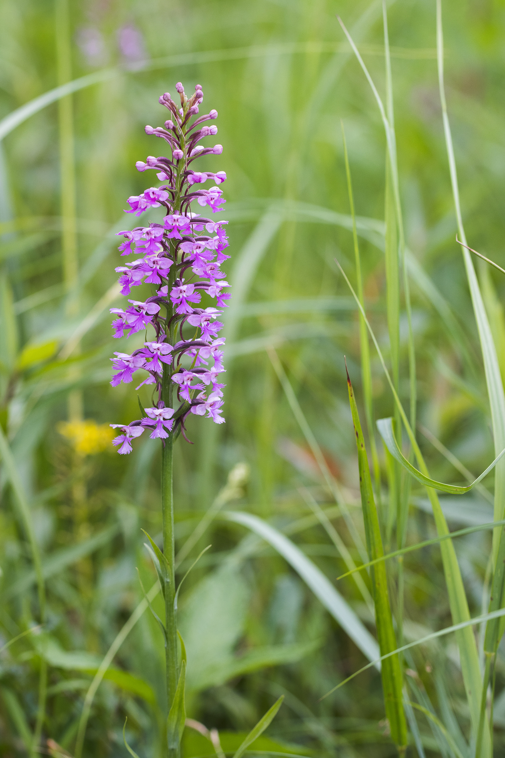 Platanthera psycodes