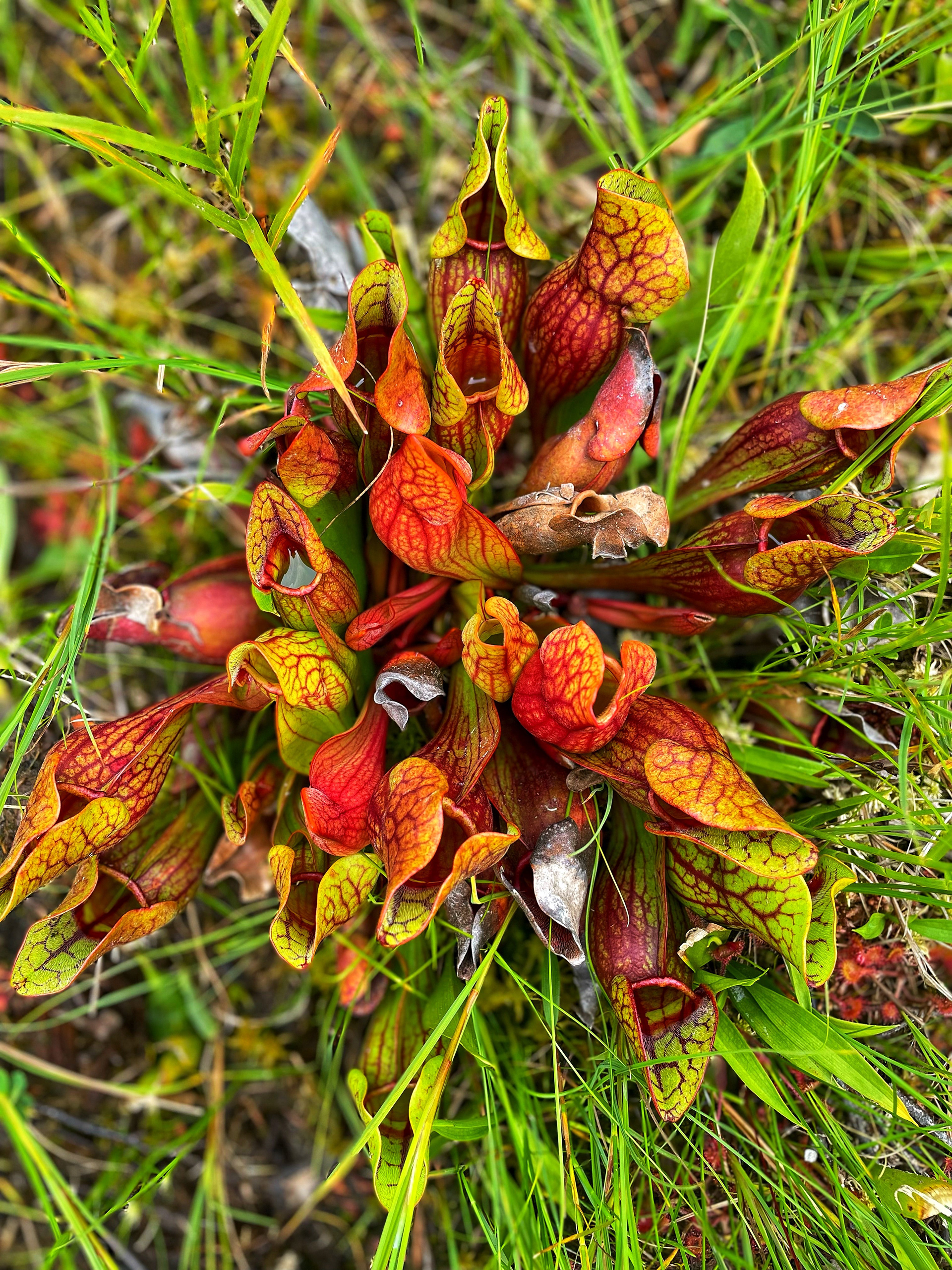 Saracenia purpurea