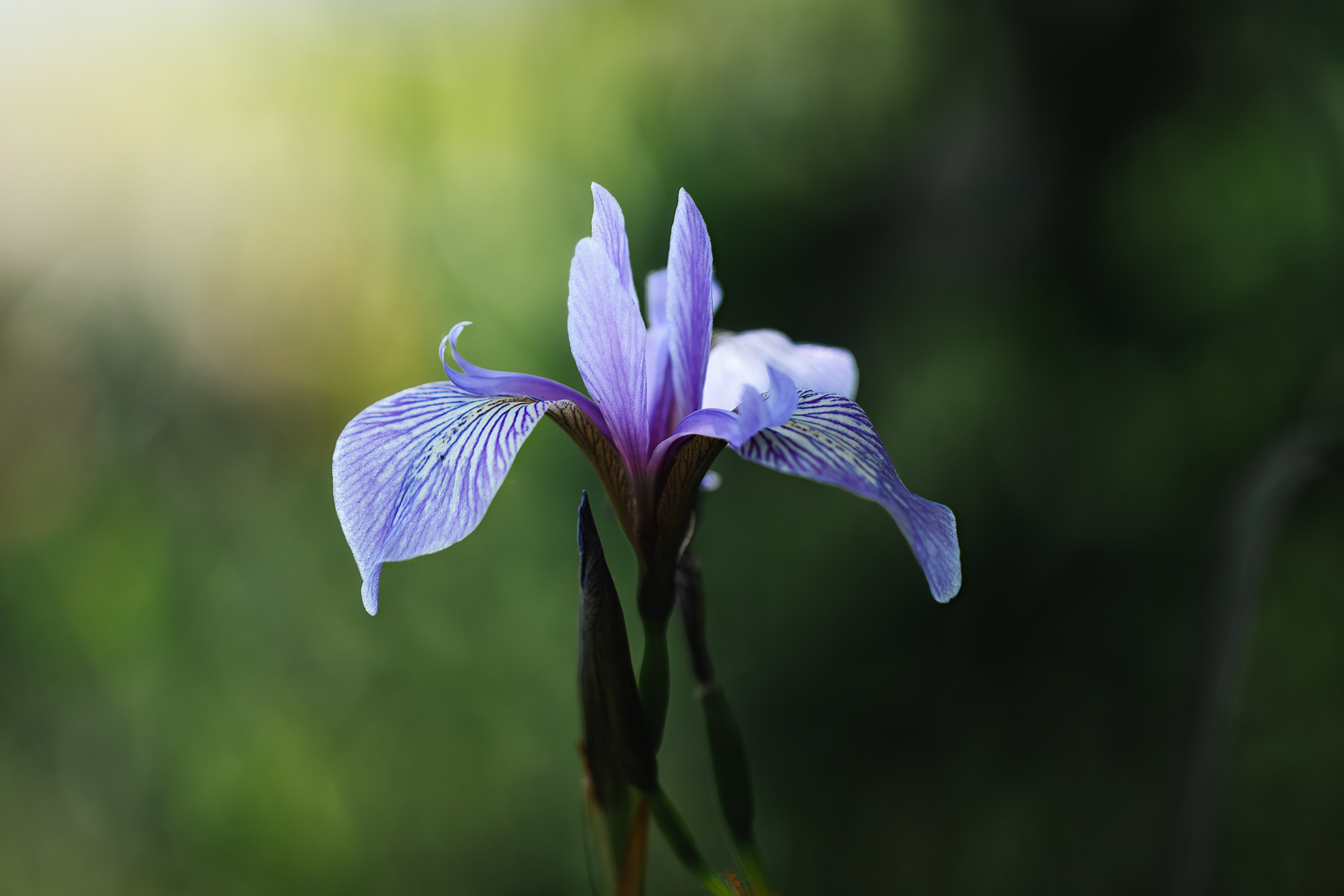 Iris versicolor