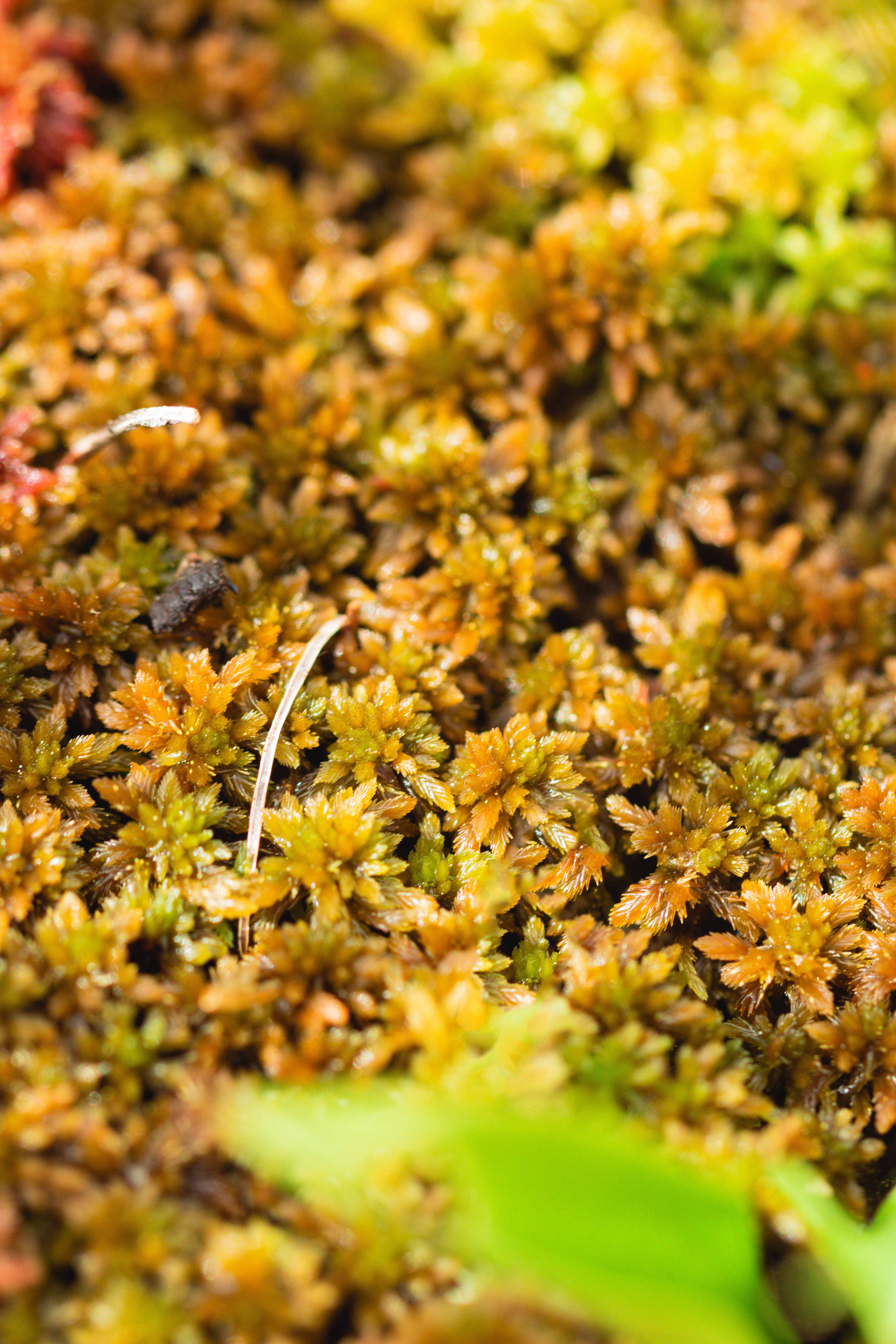 Sphagnum fuscum
