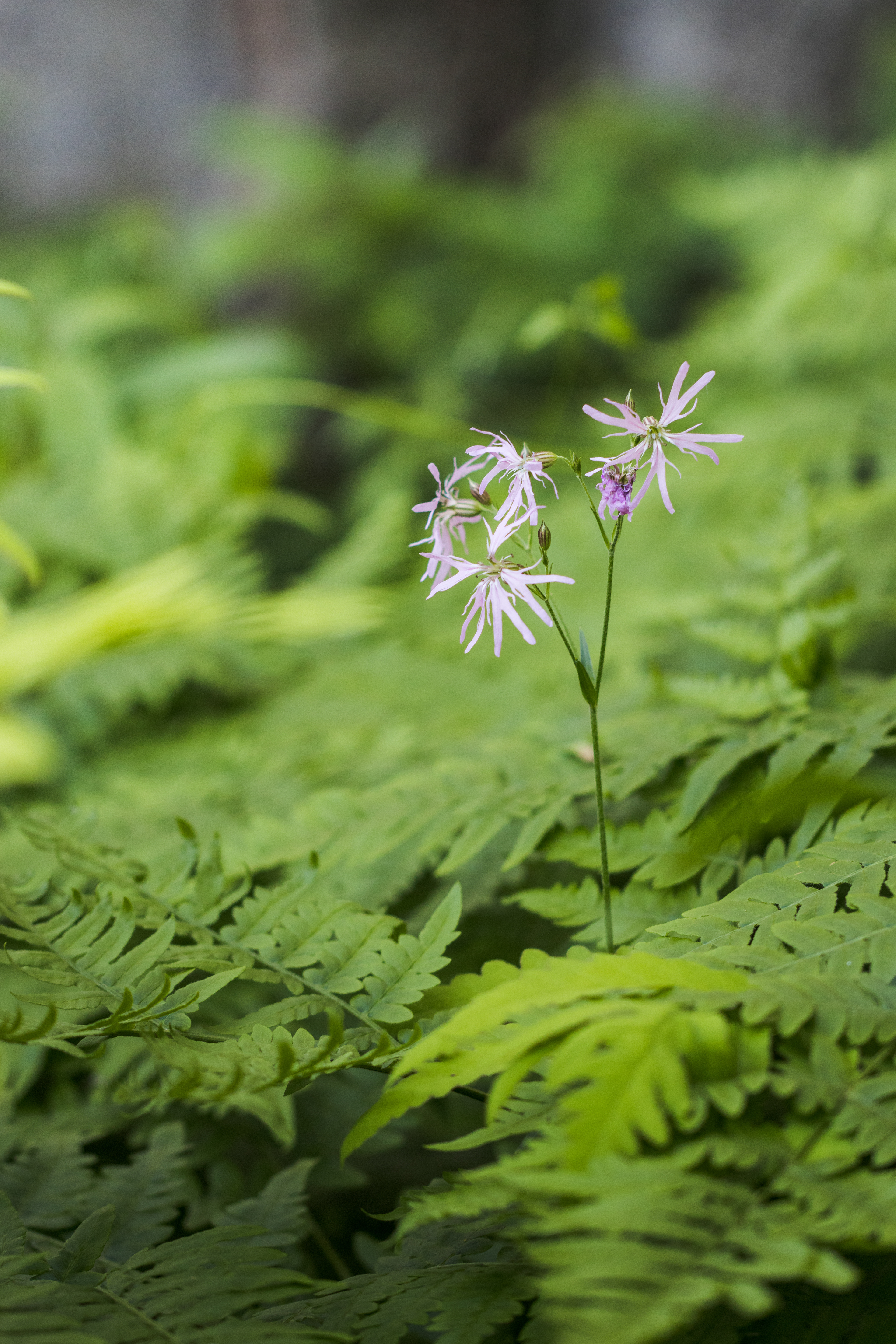 Silene flos-cuculi