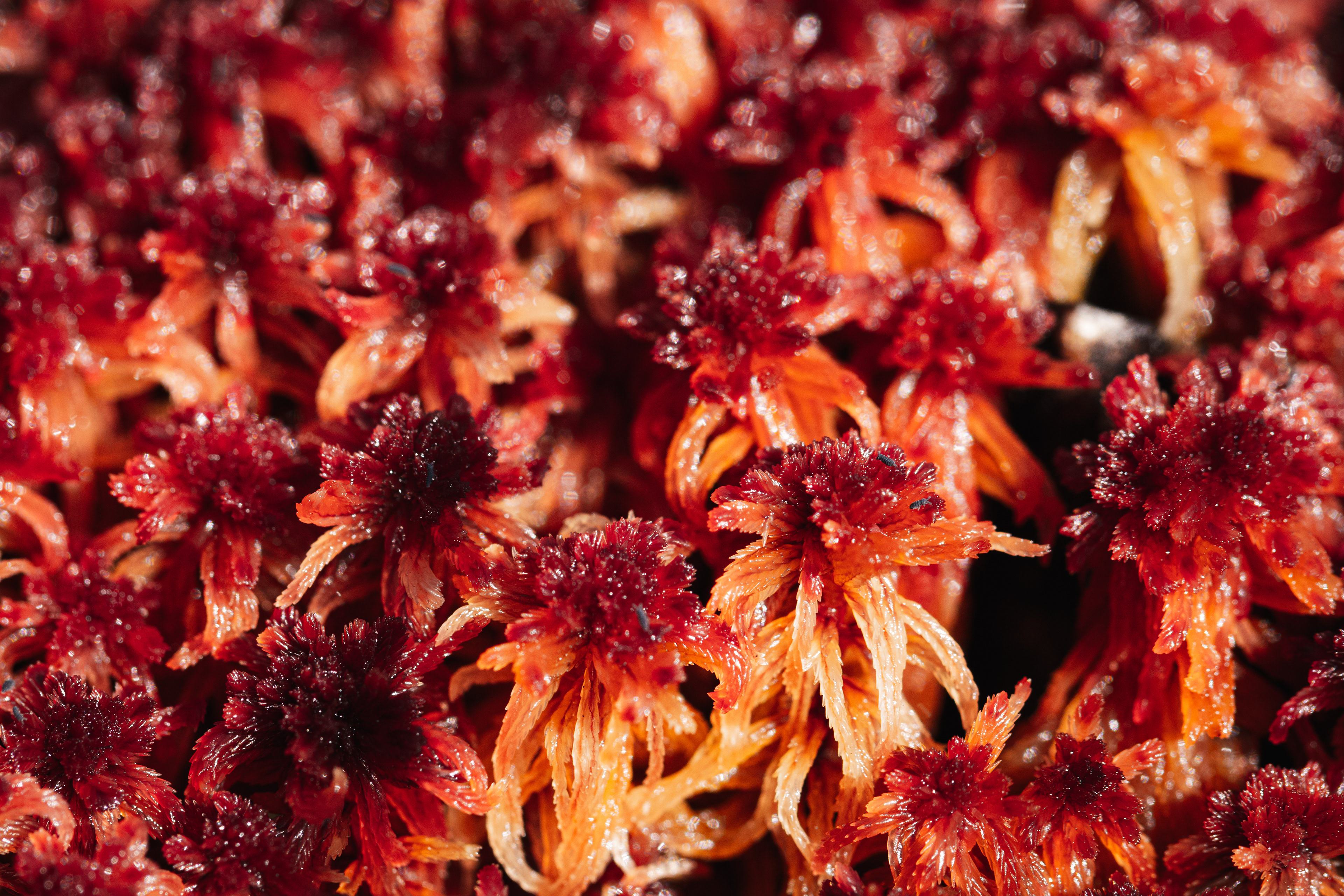 Sphagnum rubellum