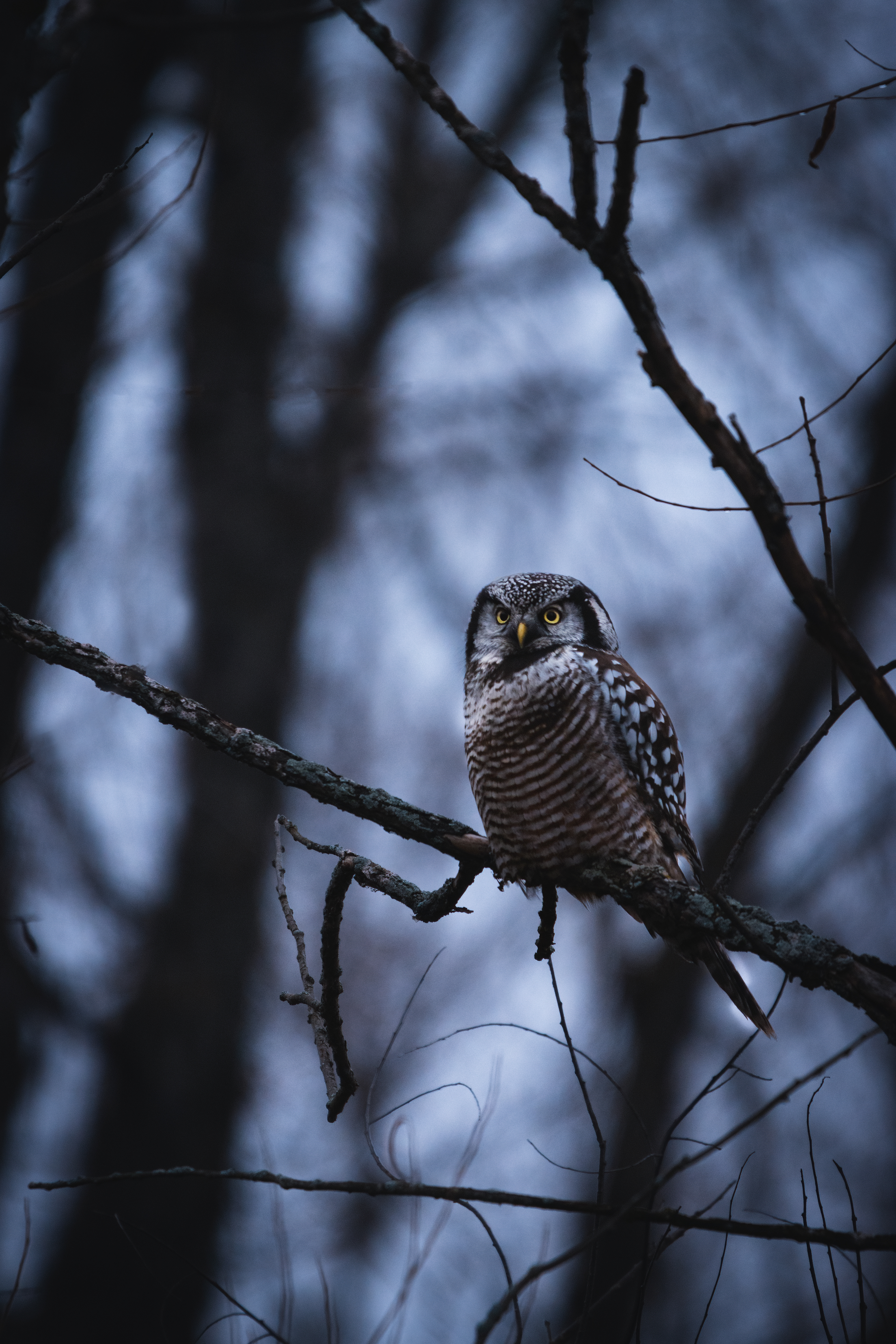 Chouette épervière