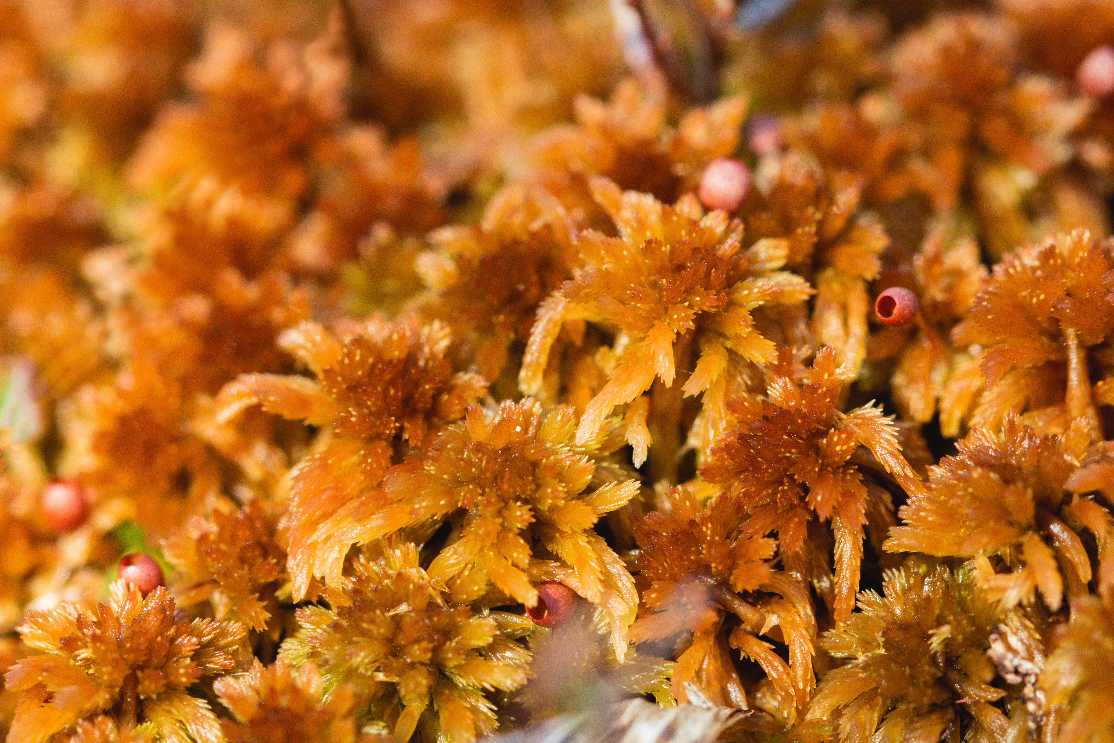 Sphagnum fuscum