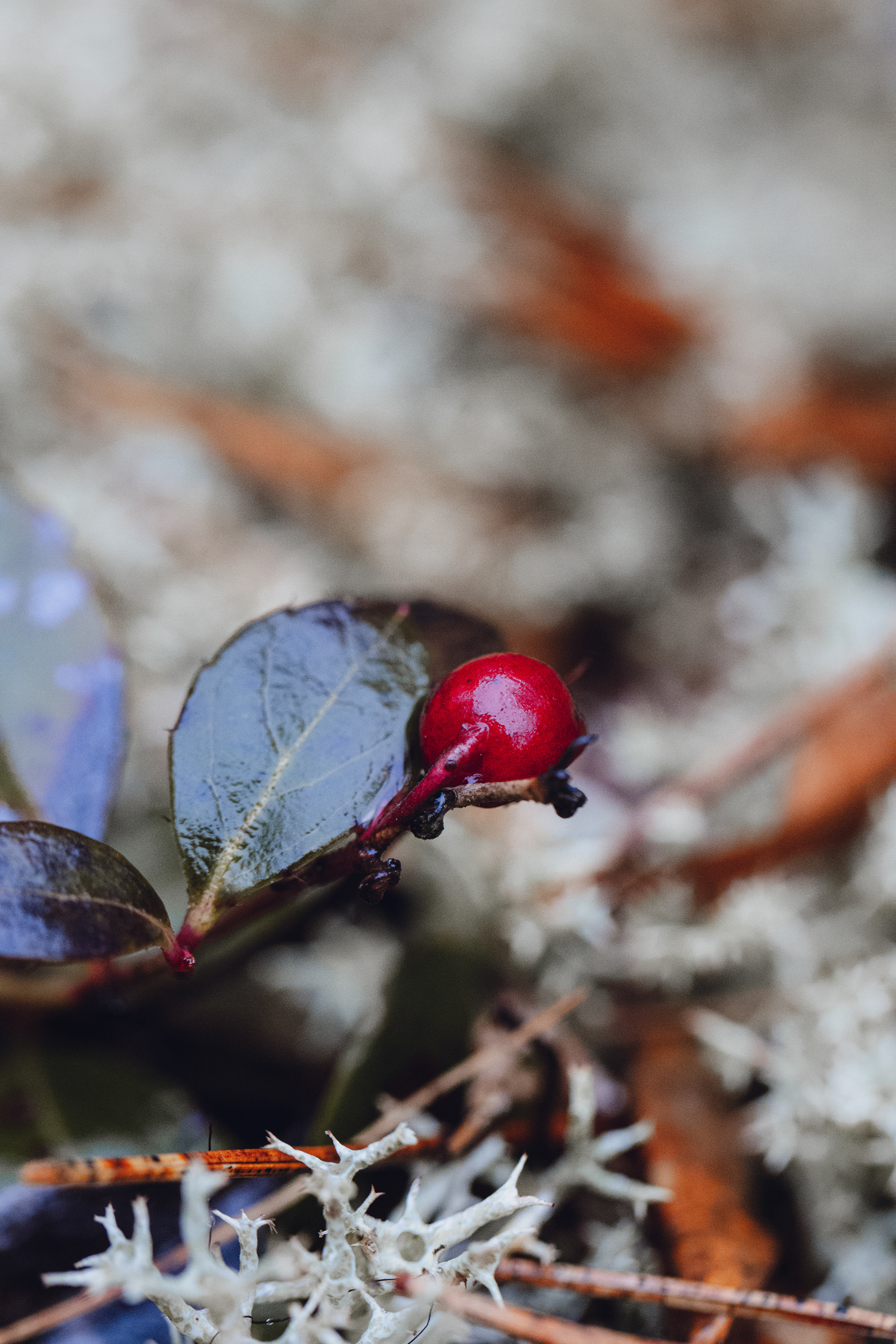 Gaultheria procumbens