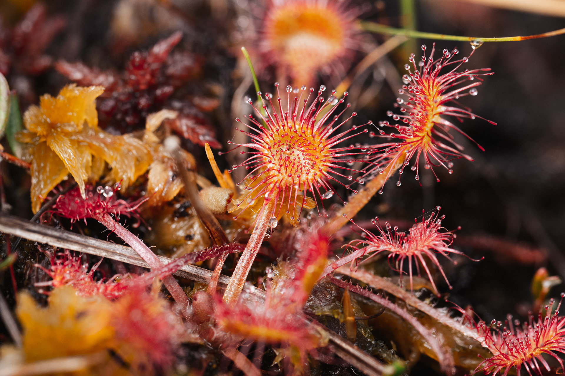 Drosera rotundifolia