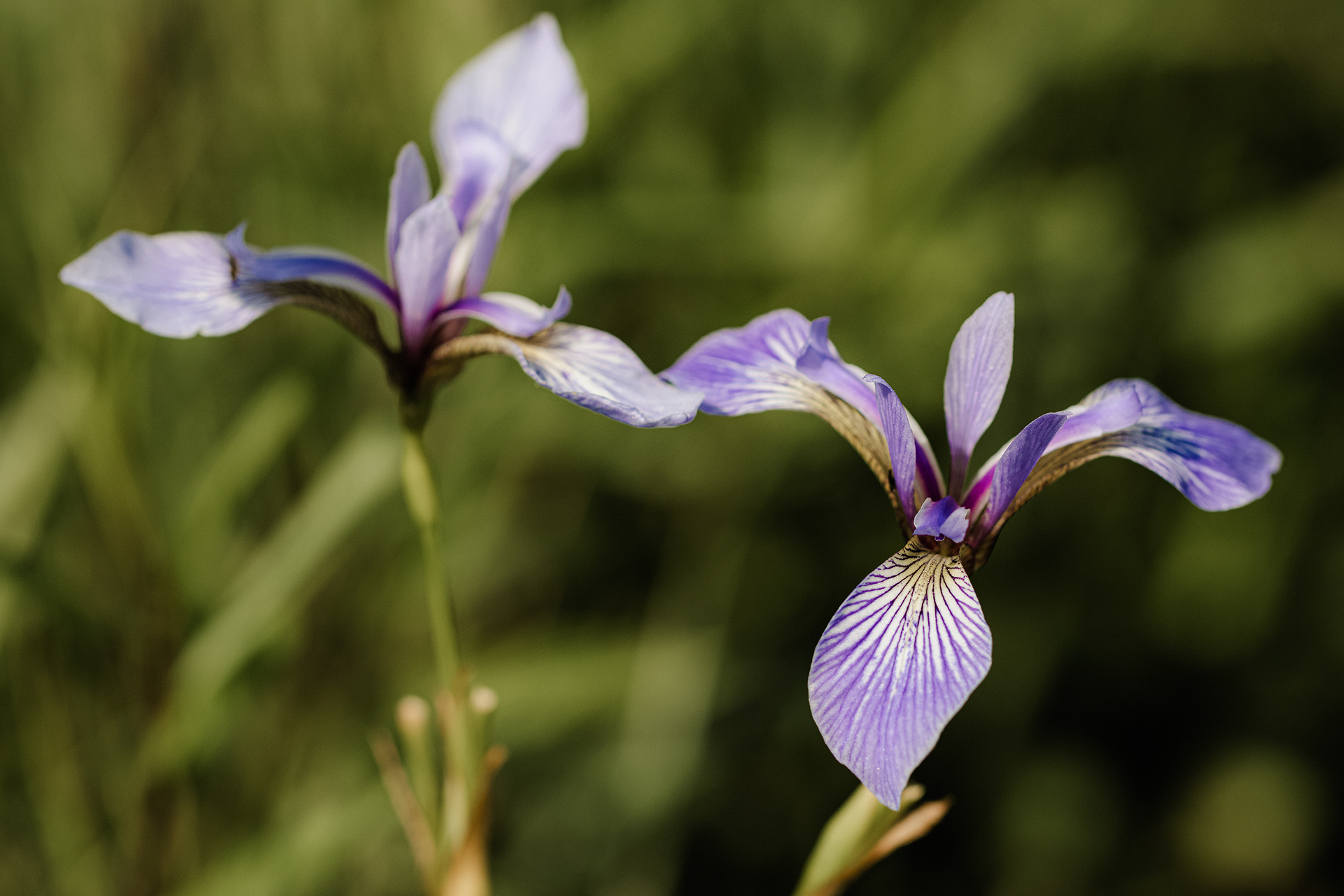 Iris versicolor