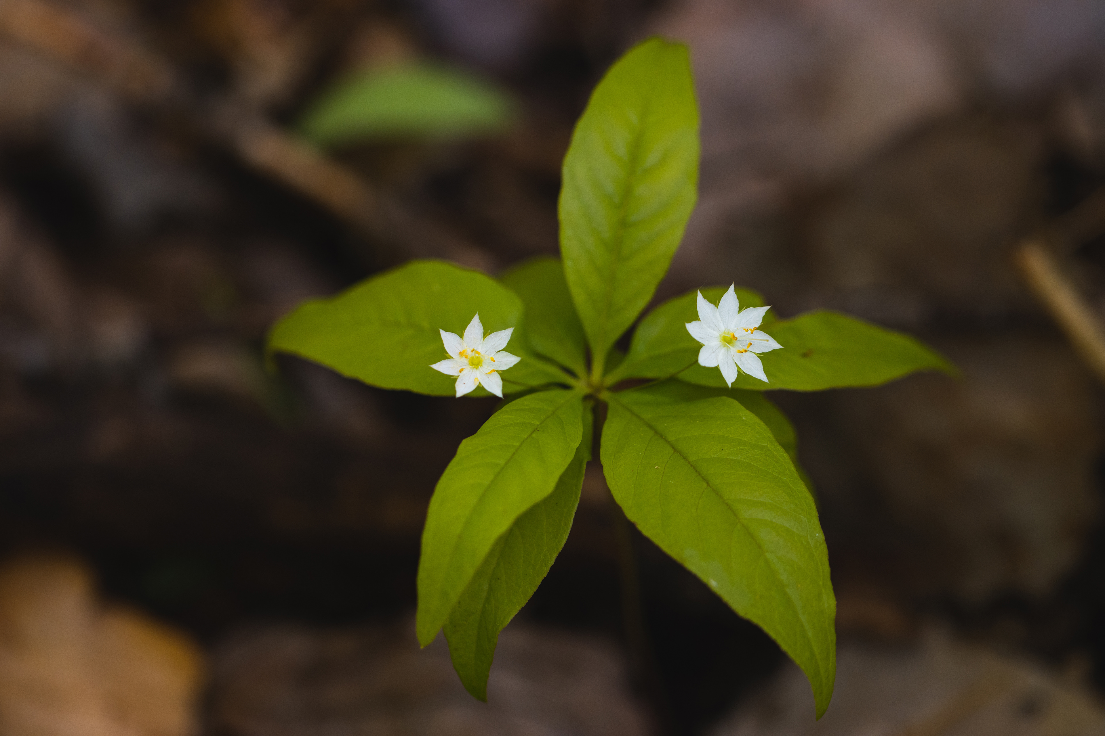 Lysimachia borealis