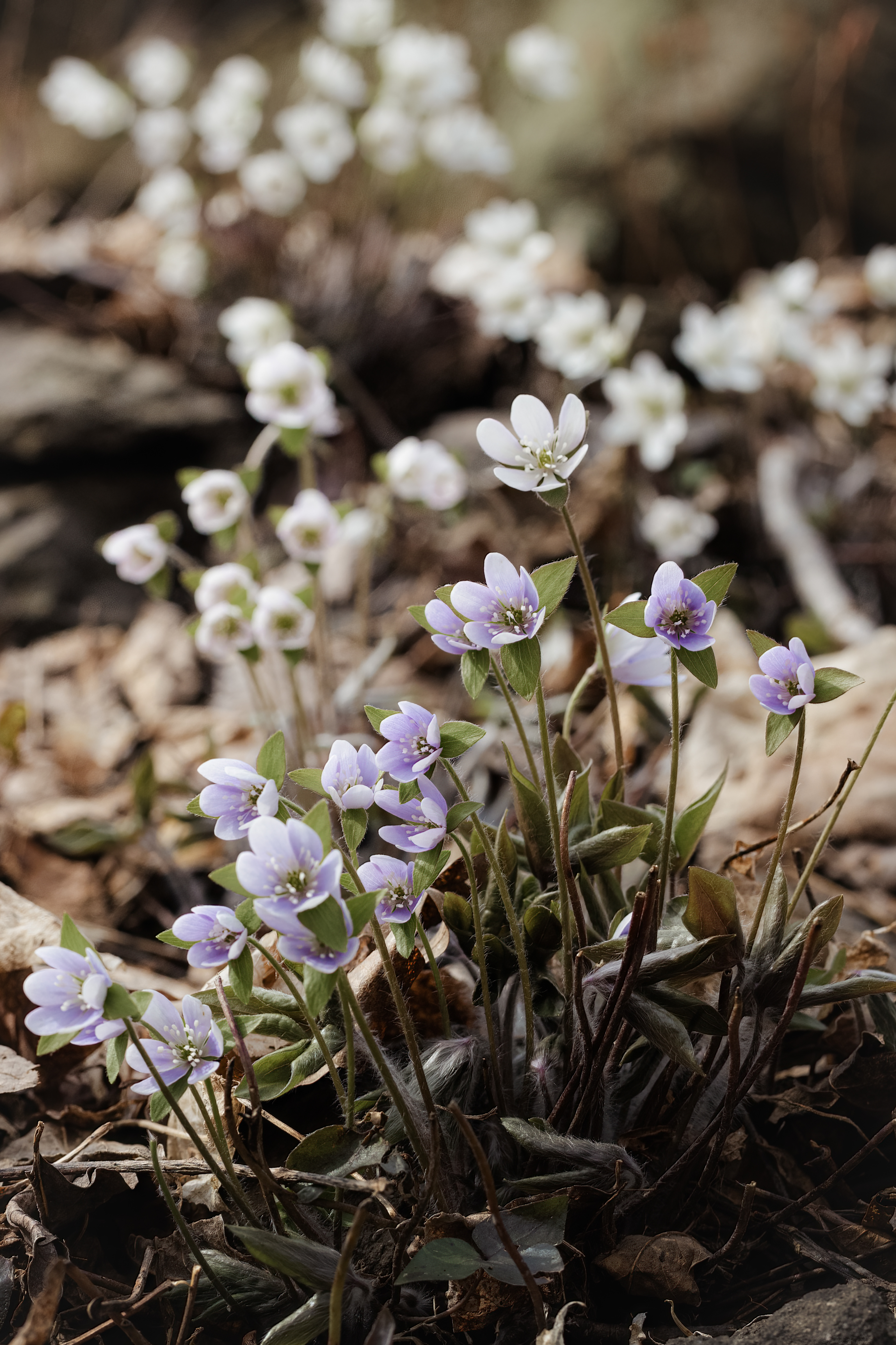 Hepatica acutilobia