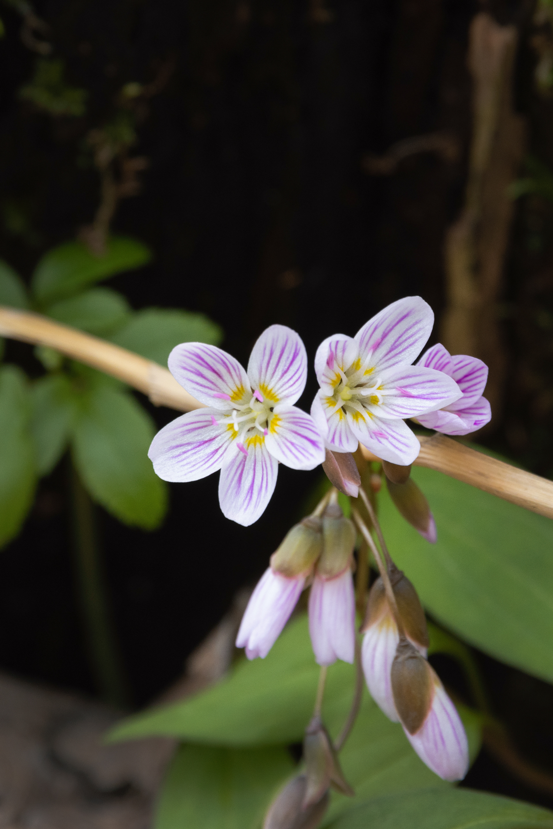 Claytonia caroliniana