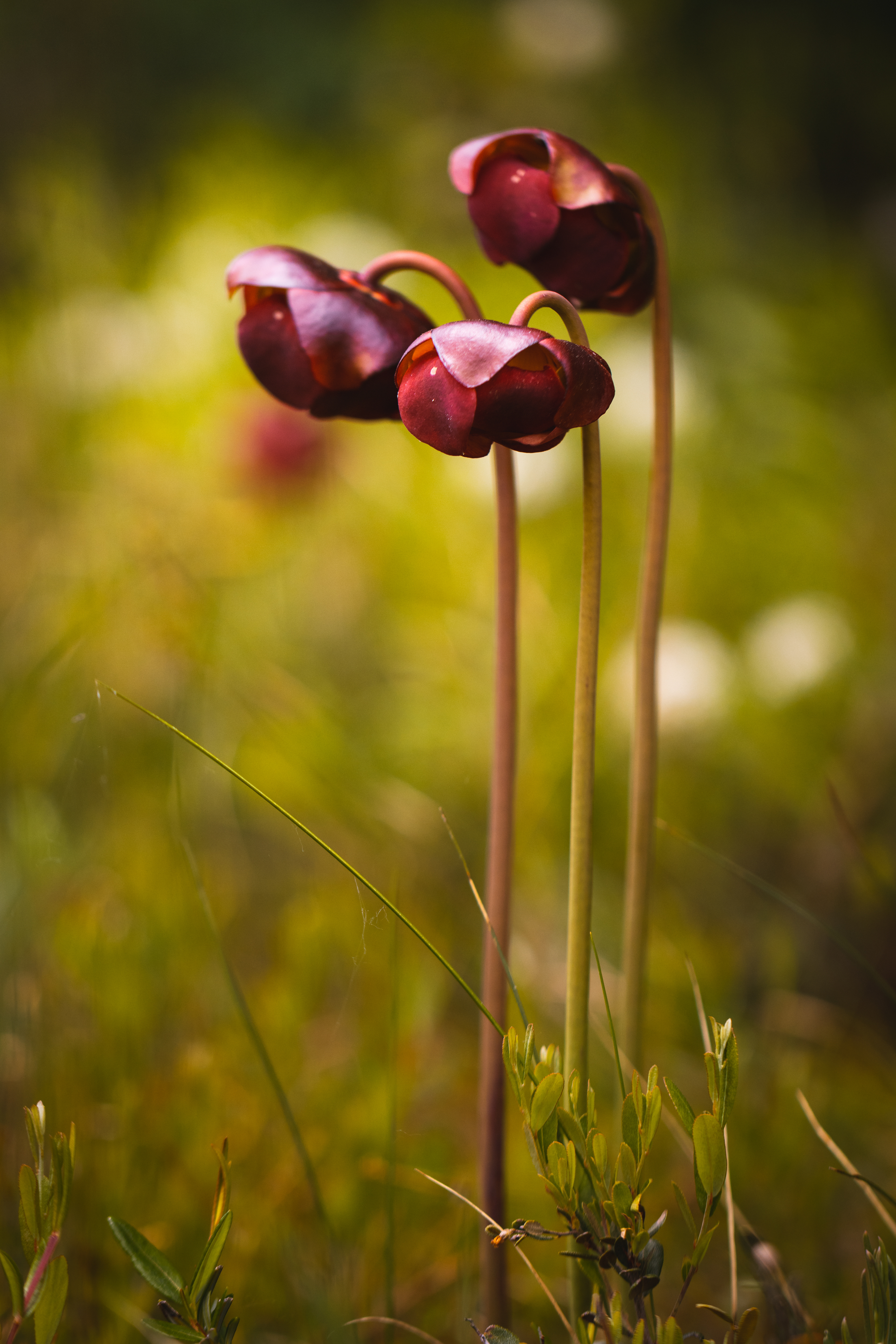 Saracenia purpurea