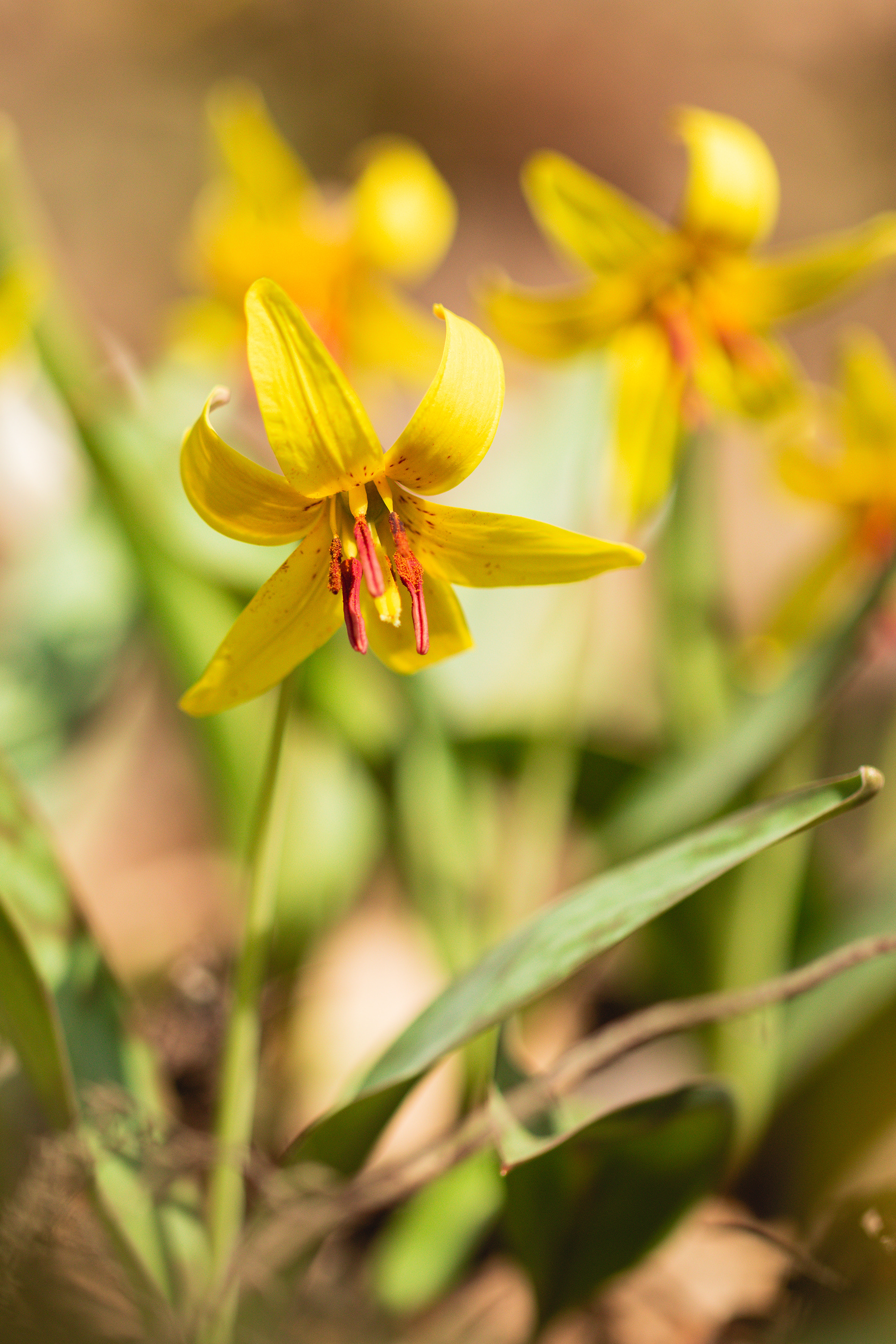 Erythronium americanum