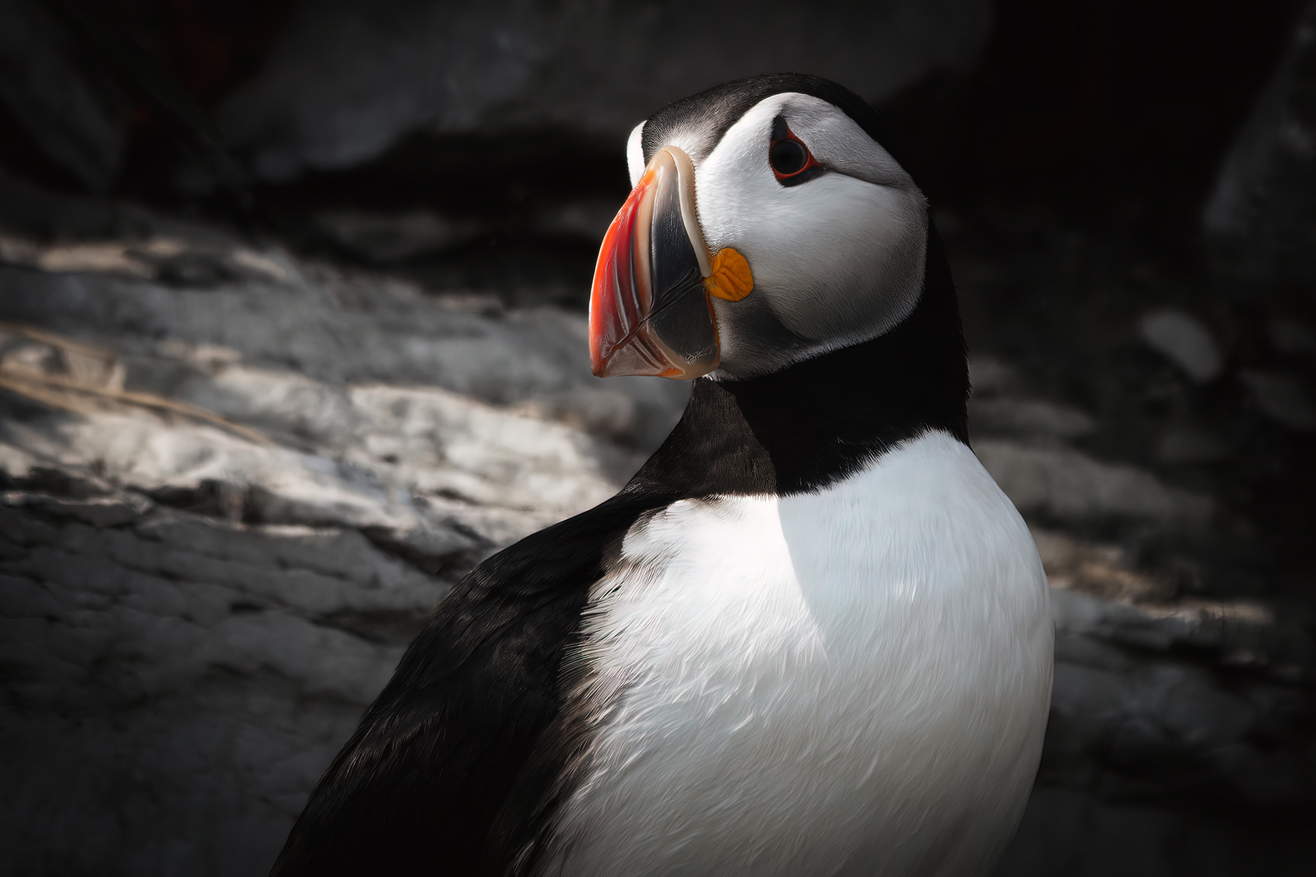 Profil d'un perroquet