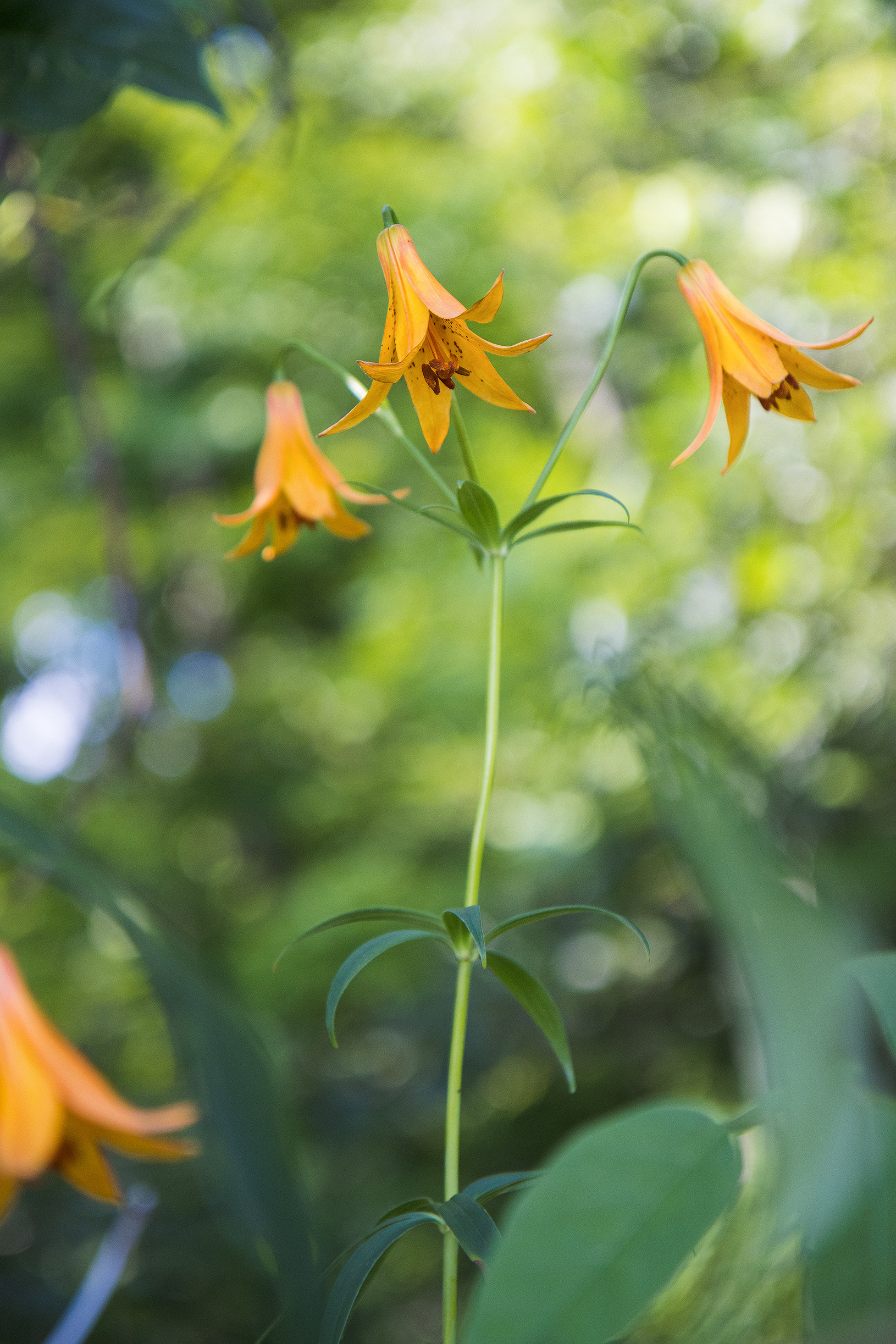 Lilium canadense