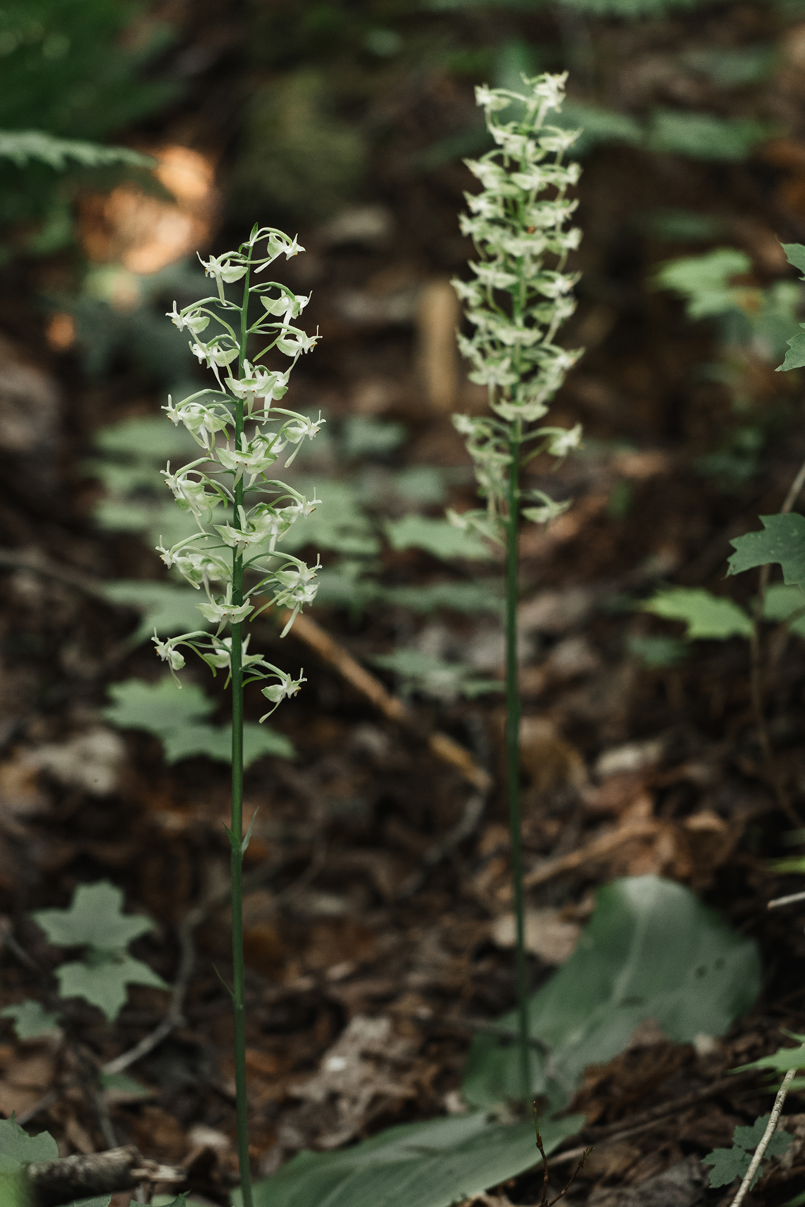 Platanthera macrophylla