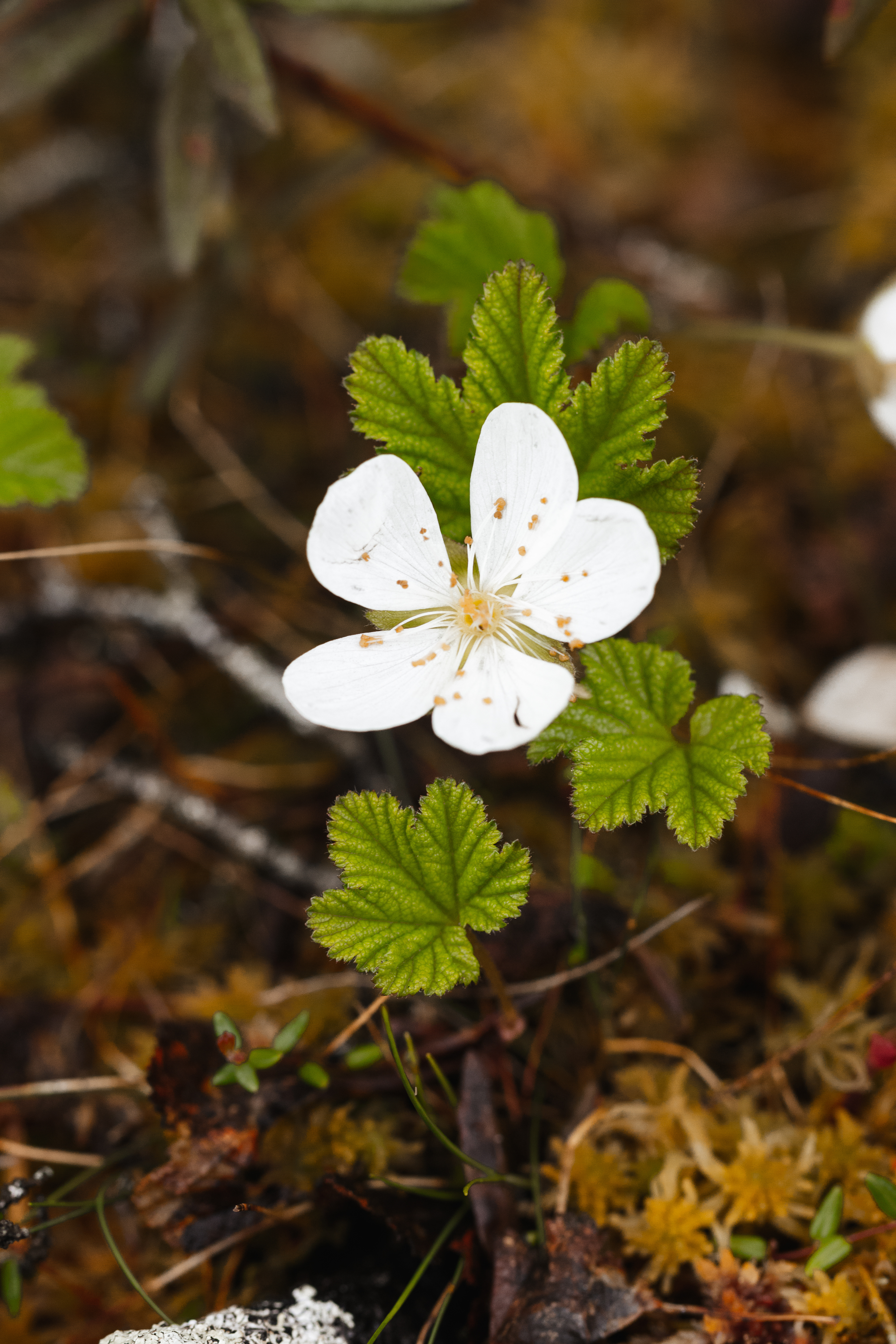 Rubus chamaemorus