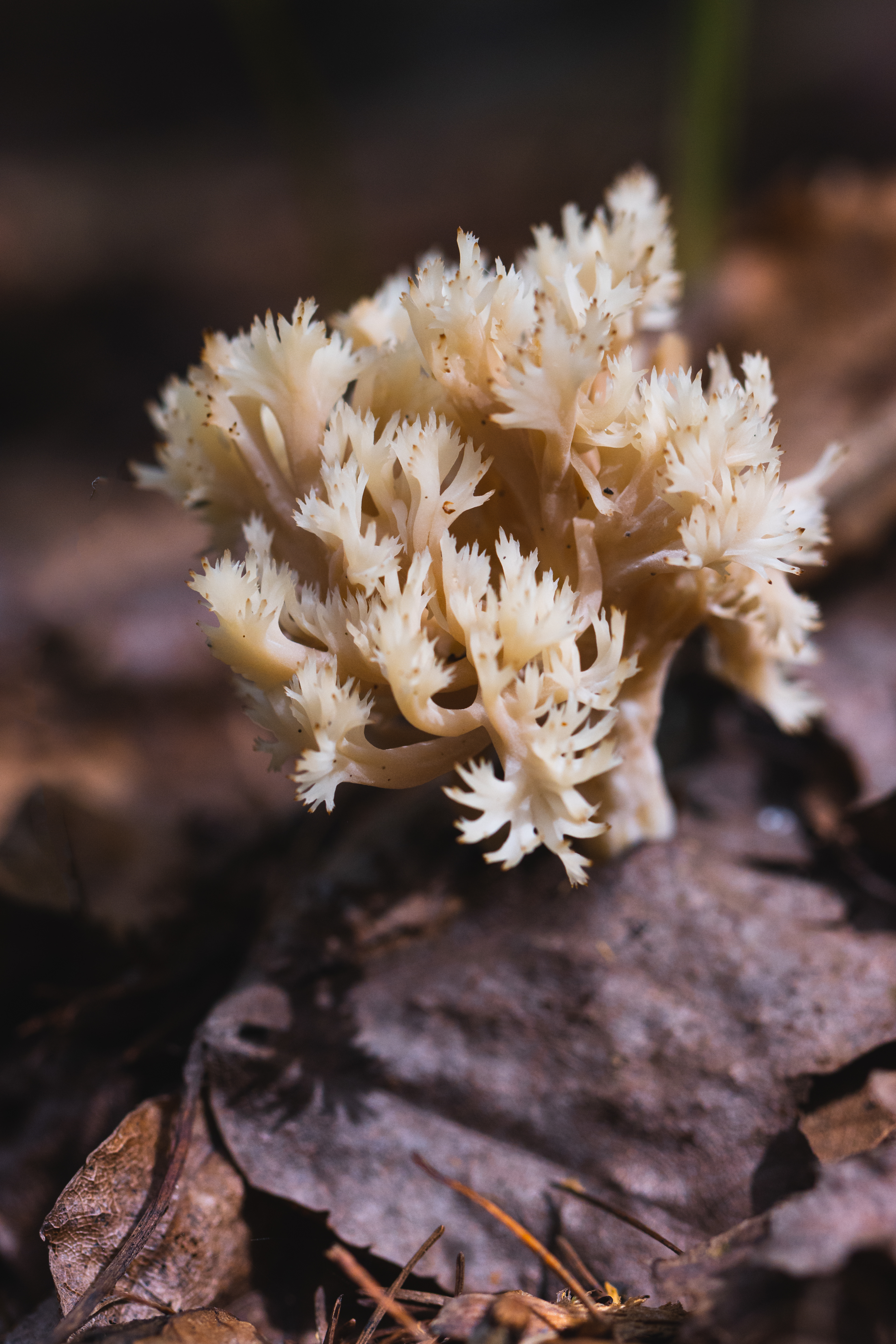 Hericum sp.