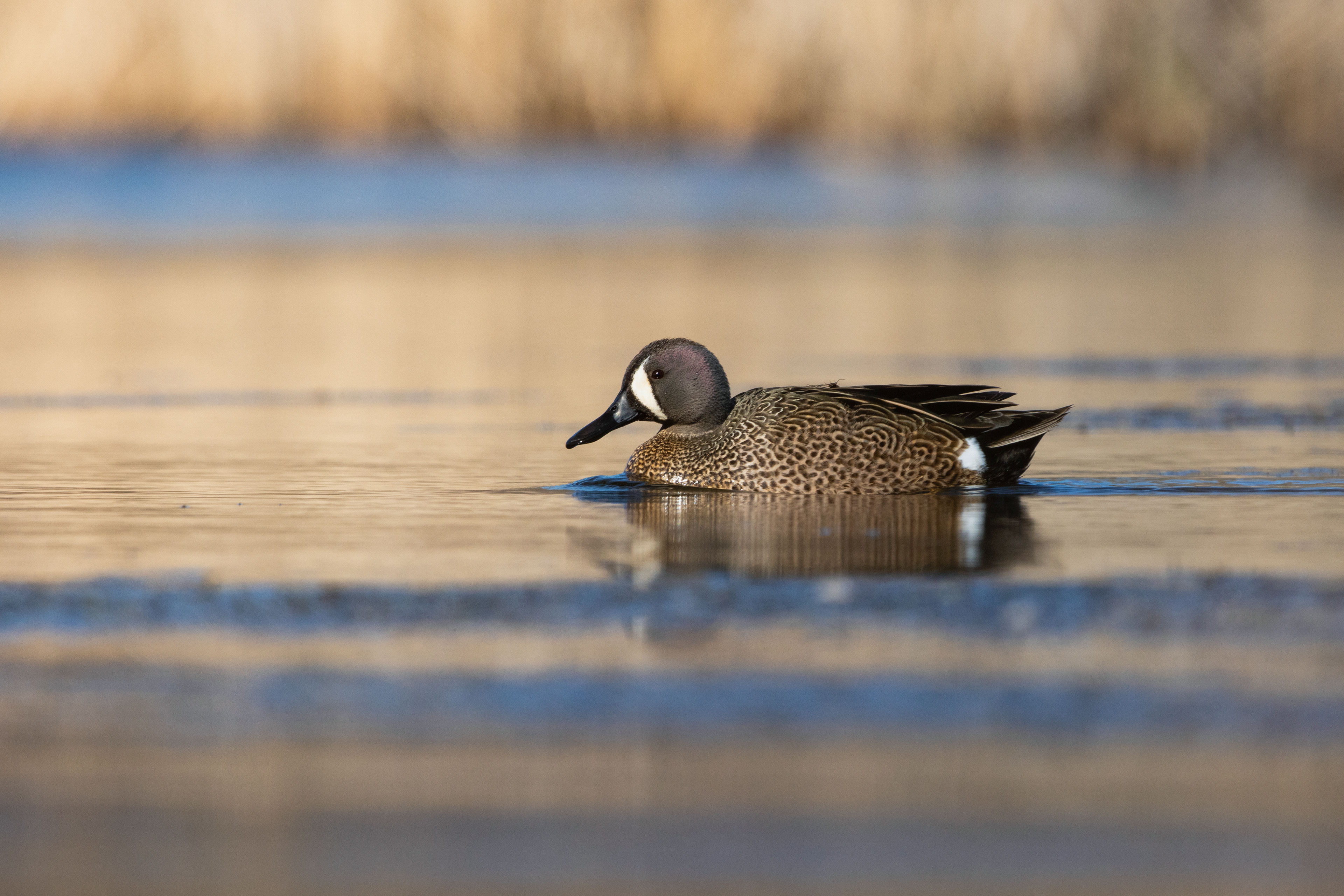 Sarcelle à ailes bleues