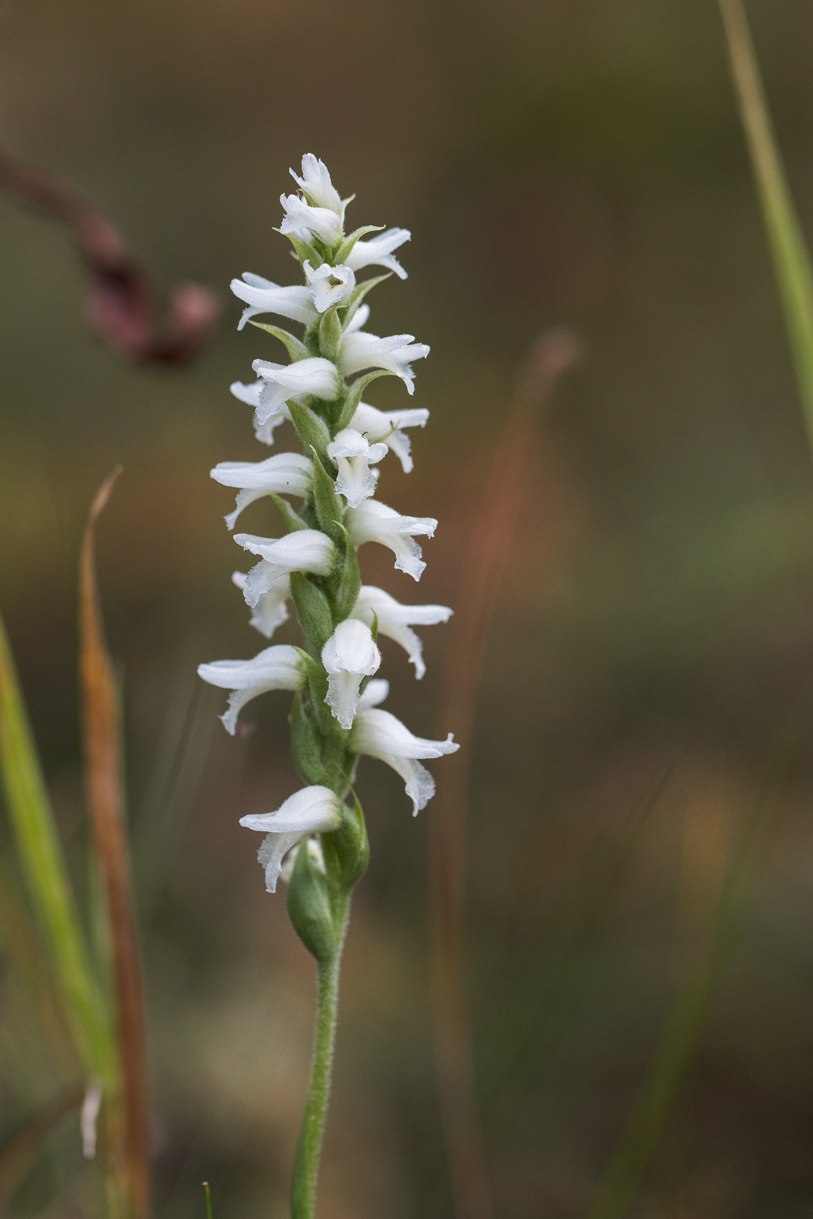 Spiranthes incurva