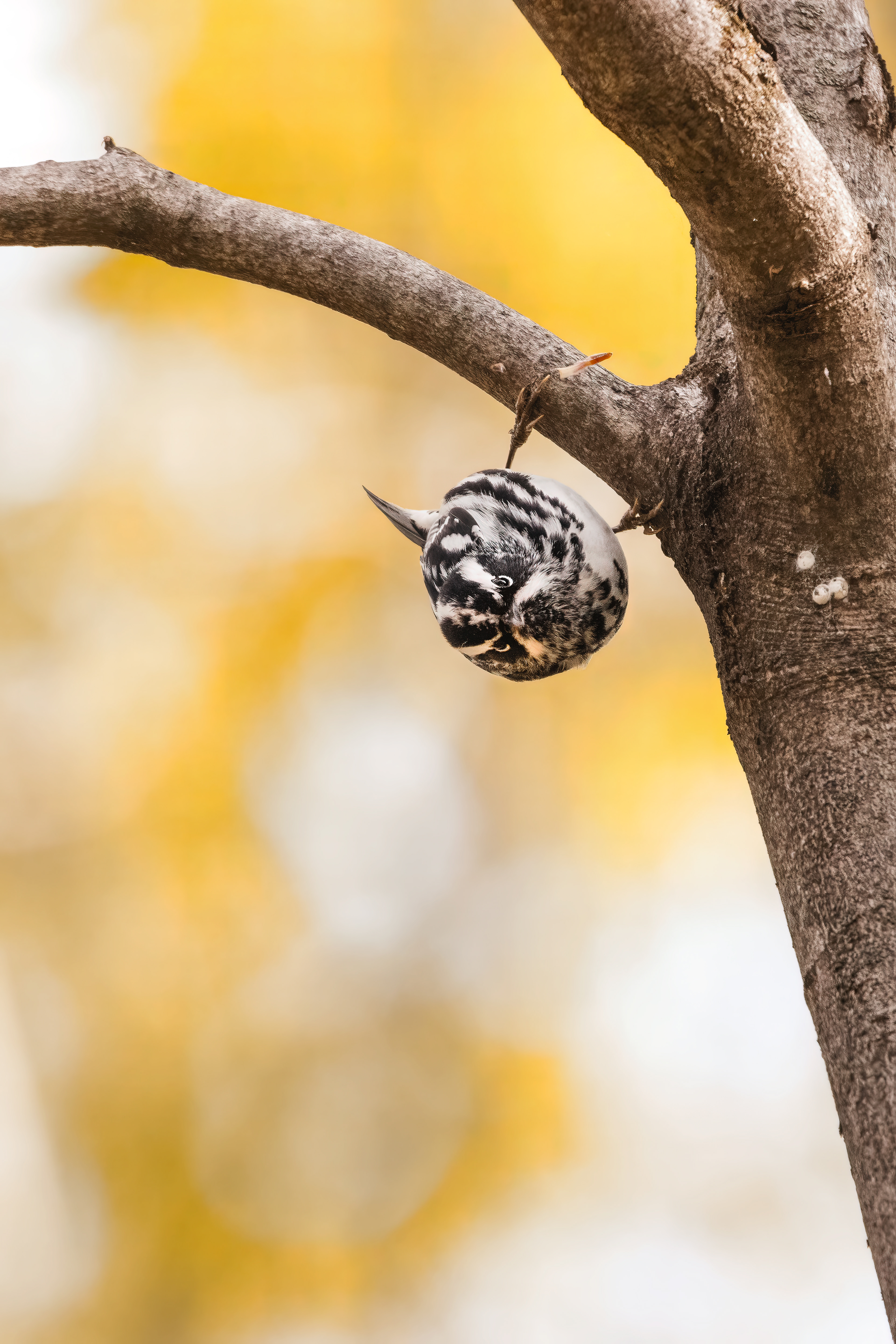 Paruline noire et blanc