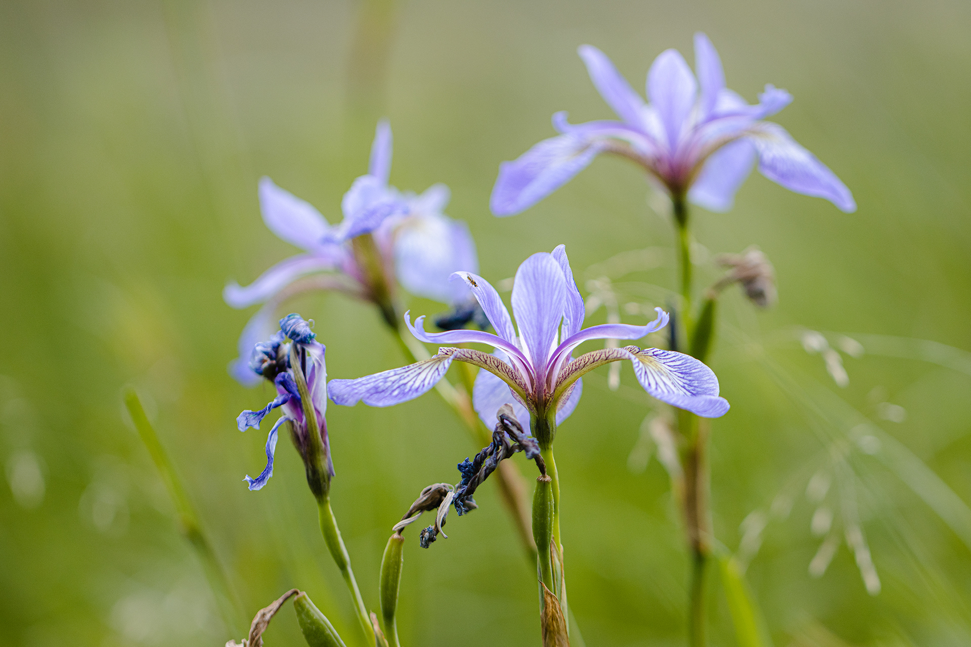 Iris versicolor