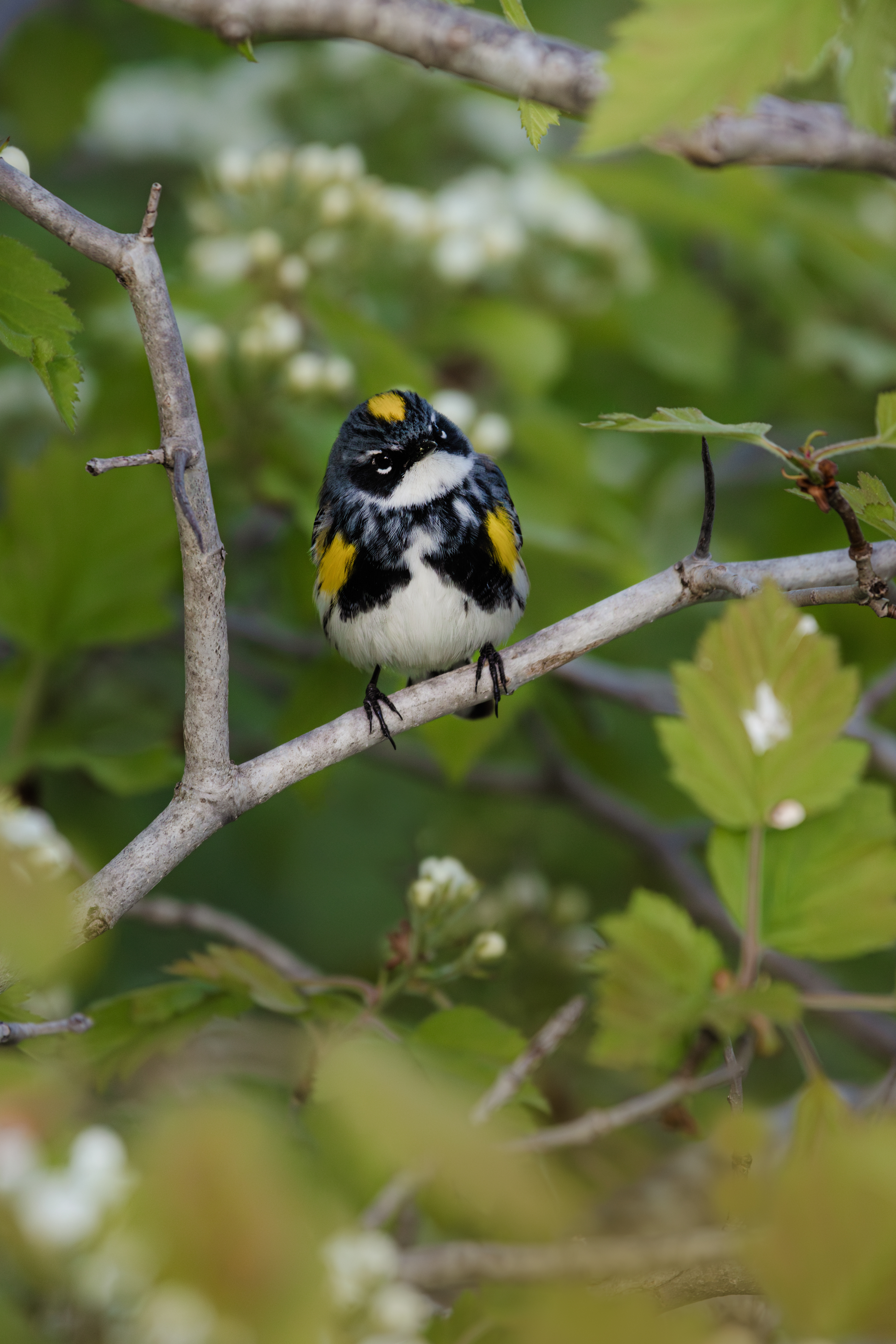 Paruline à croupion jaune