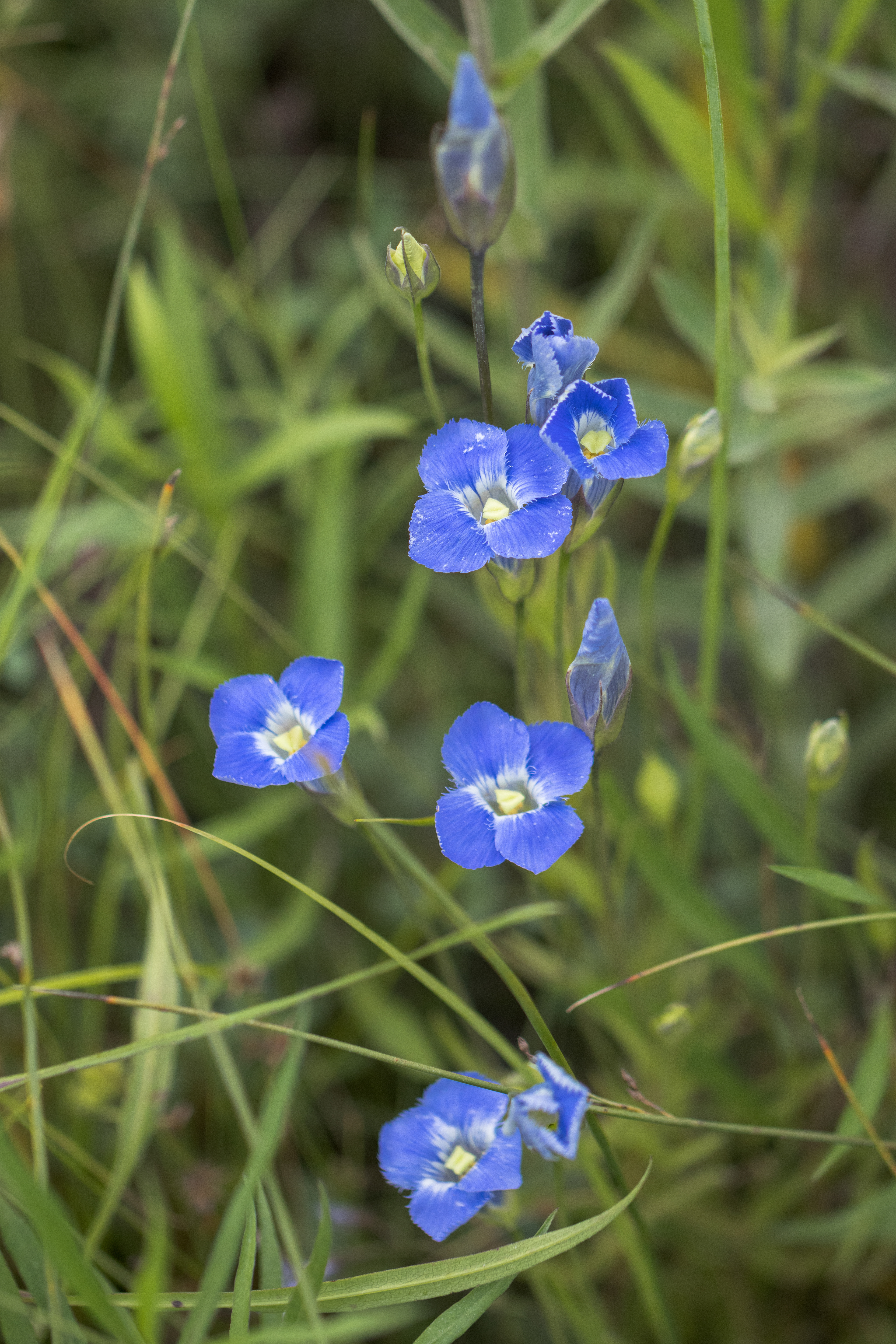 Gentianopsis virgata subsp. victorinii