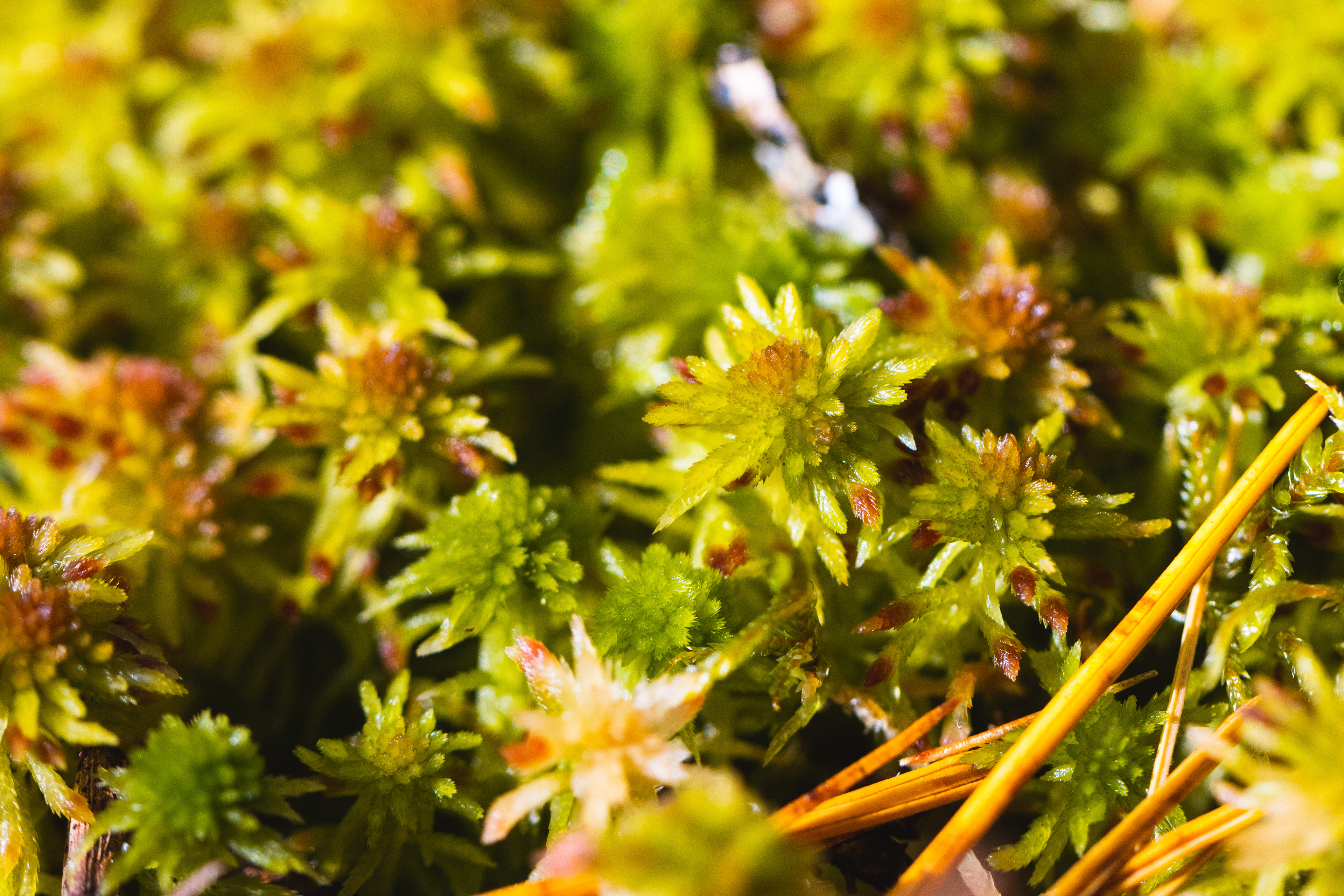 Sphagnum russowii