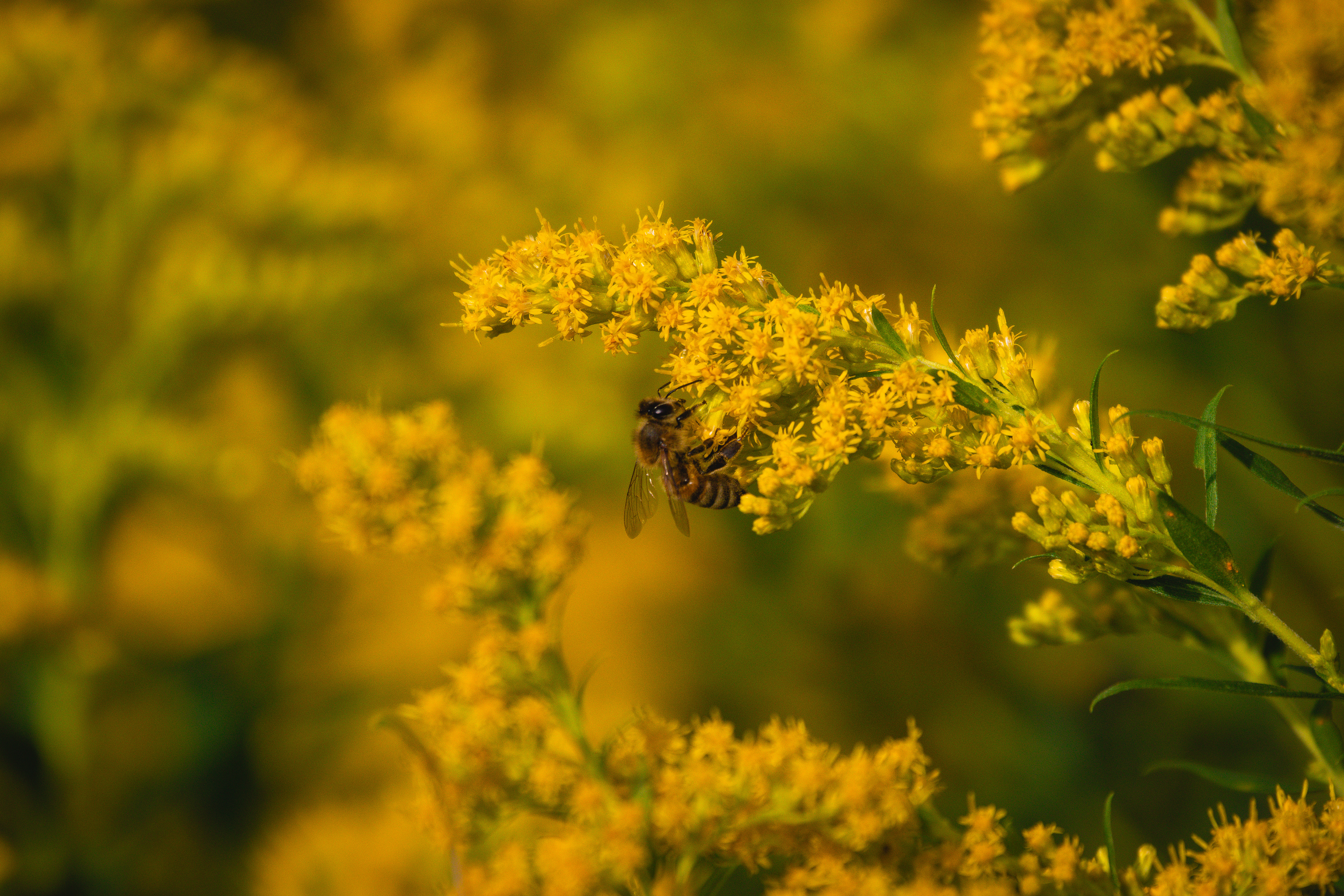 Solidago rugosa