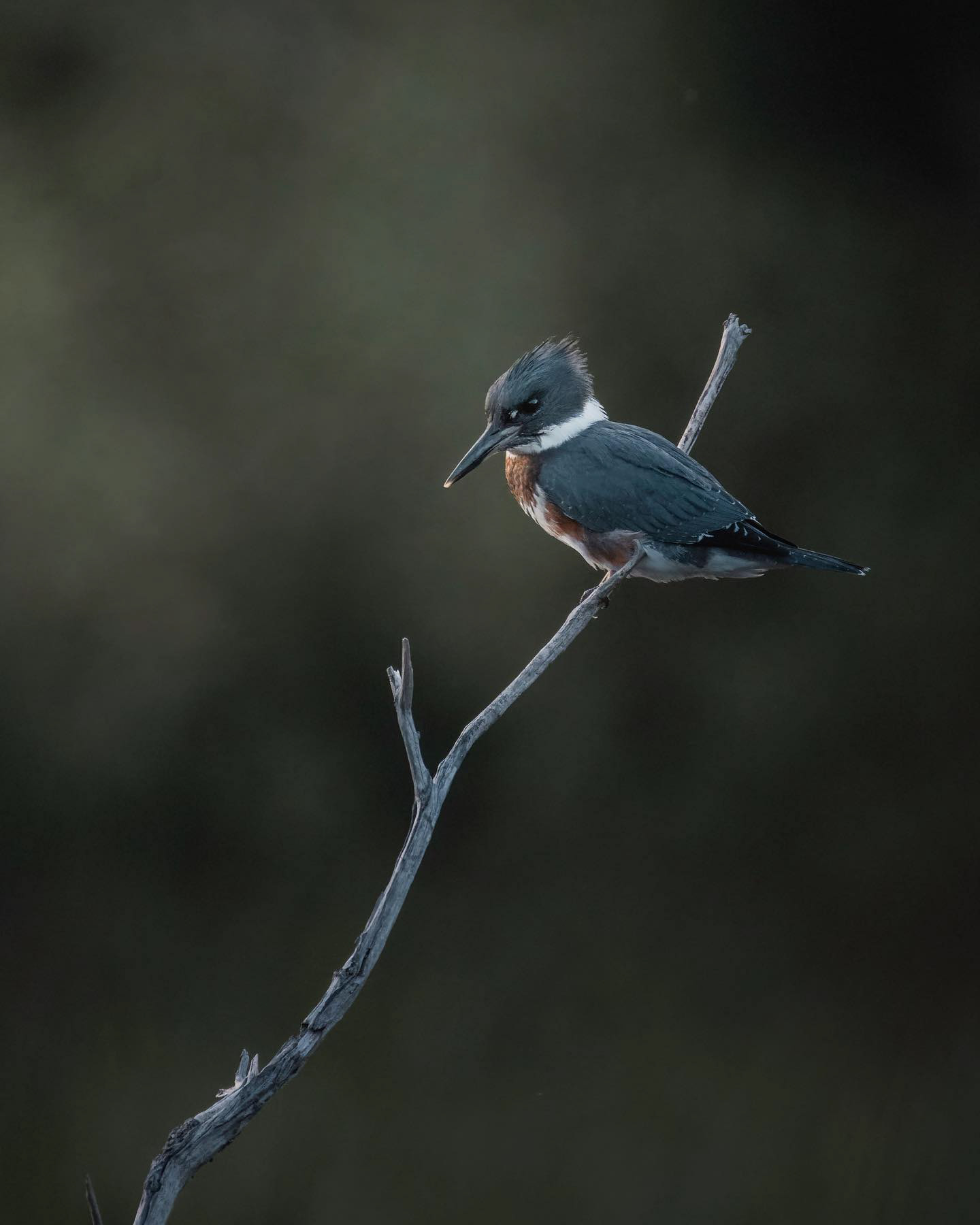 Martin-pêcheur d'Amérique