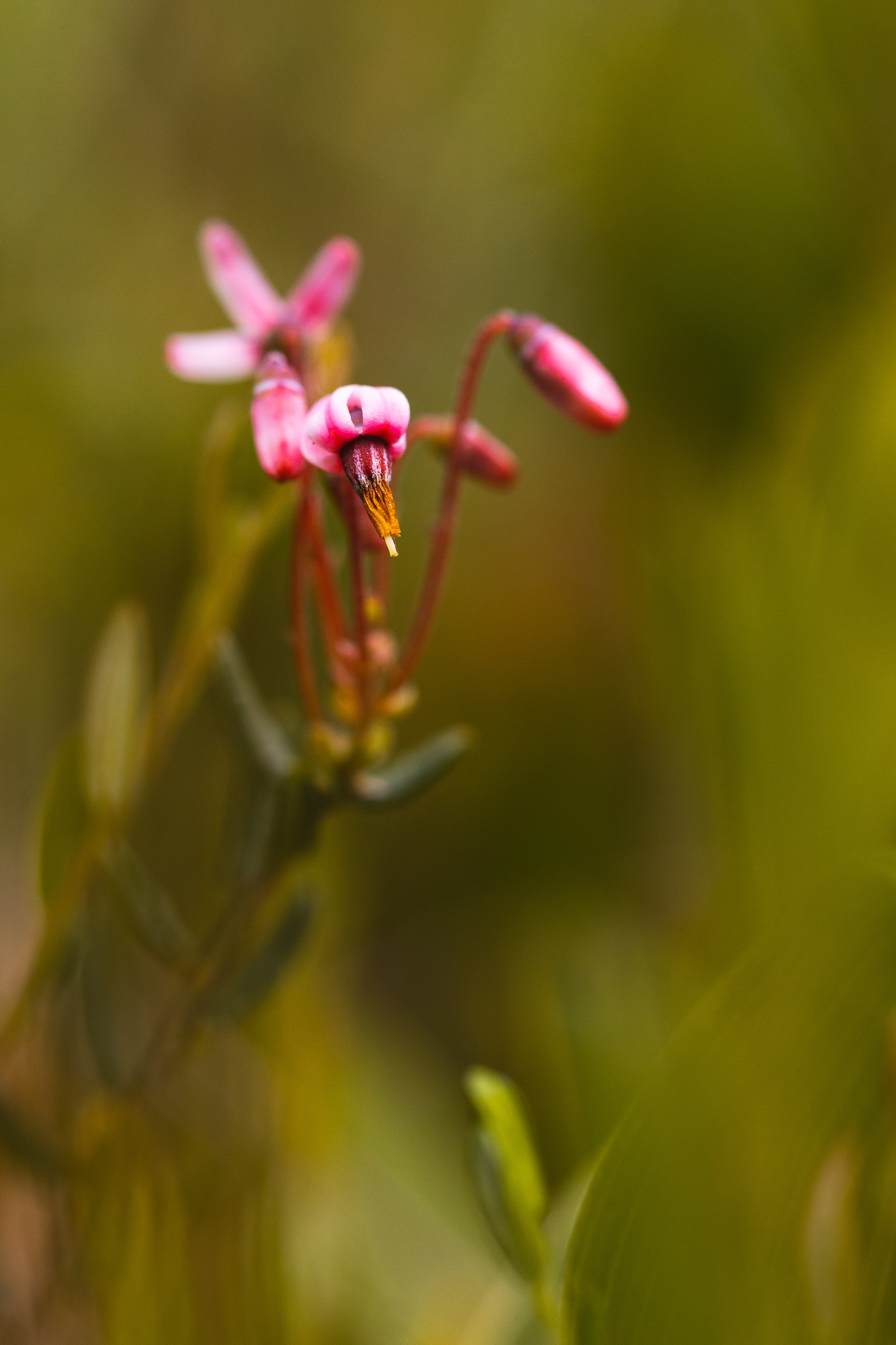 Vaccinium oxycoccos