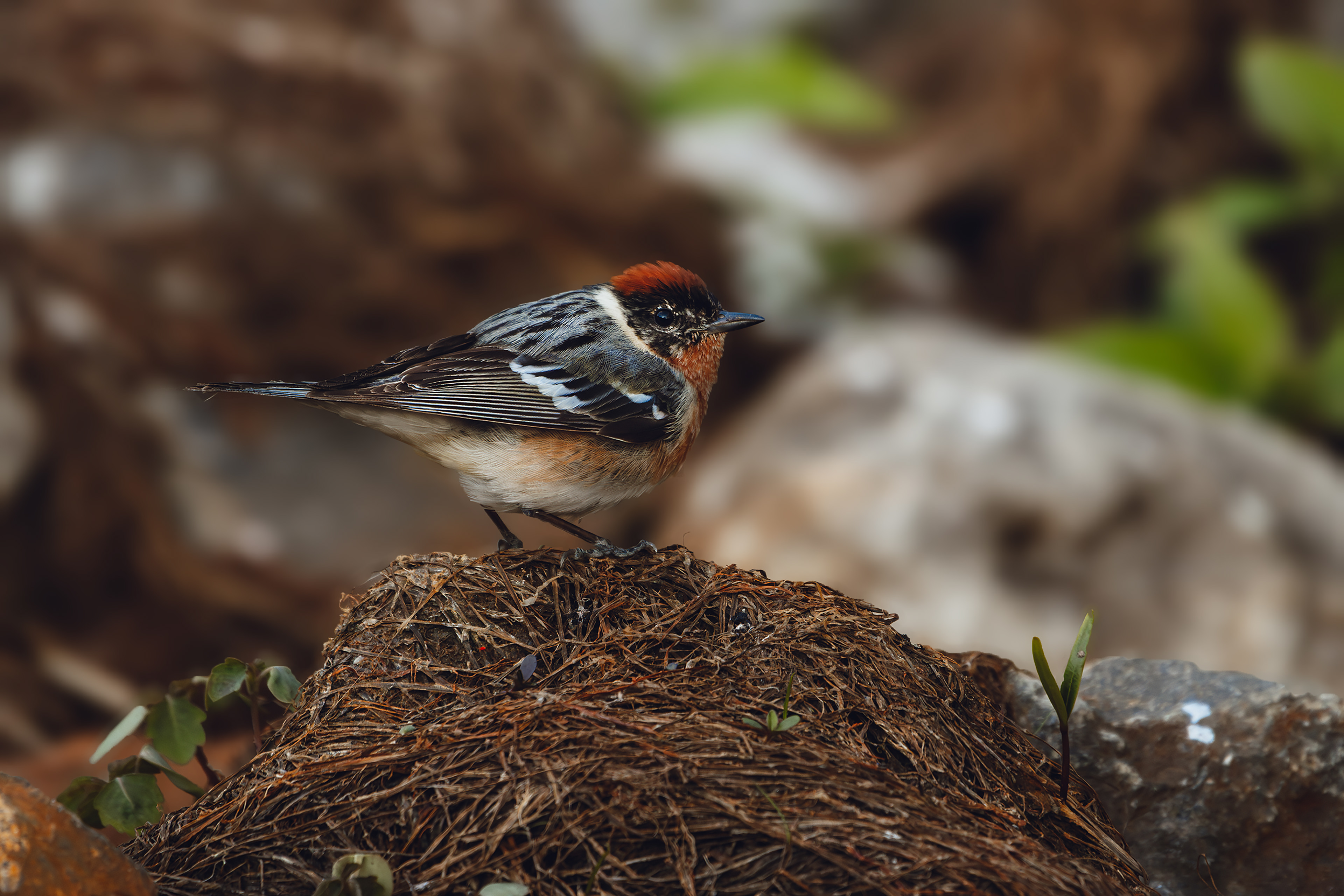 Prauline à poitrine baie