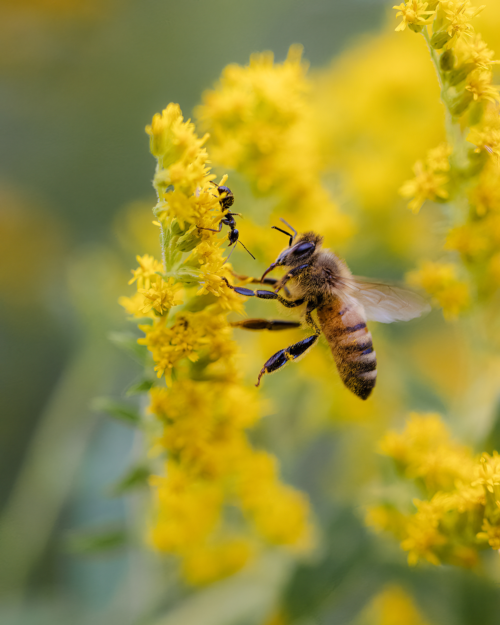 L'abeille et la fourmis