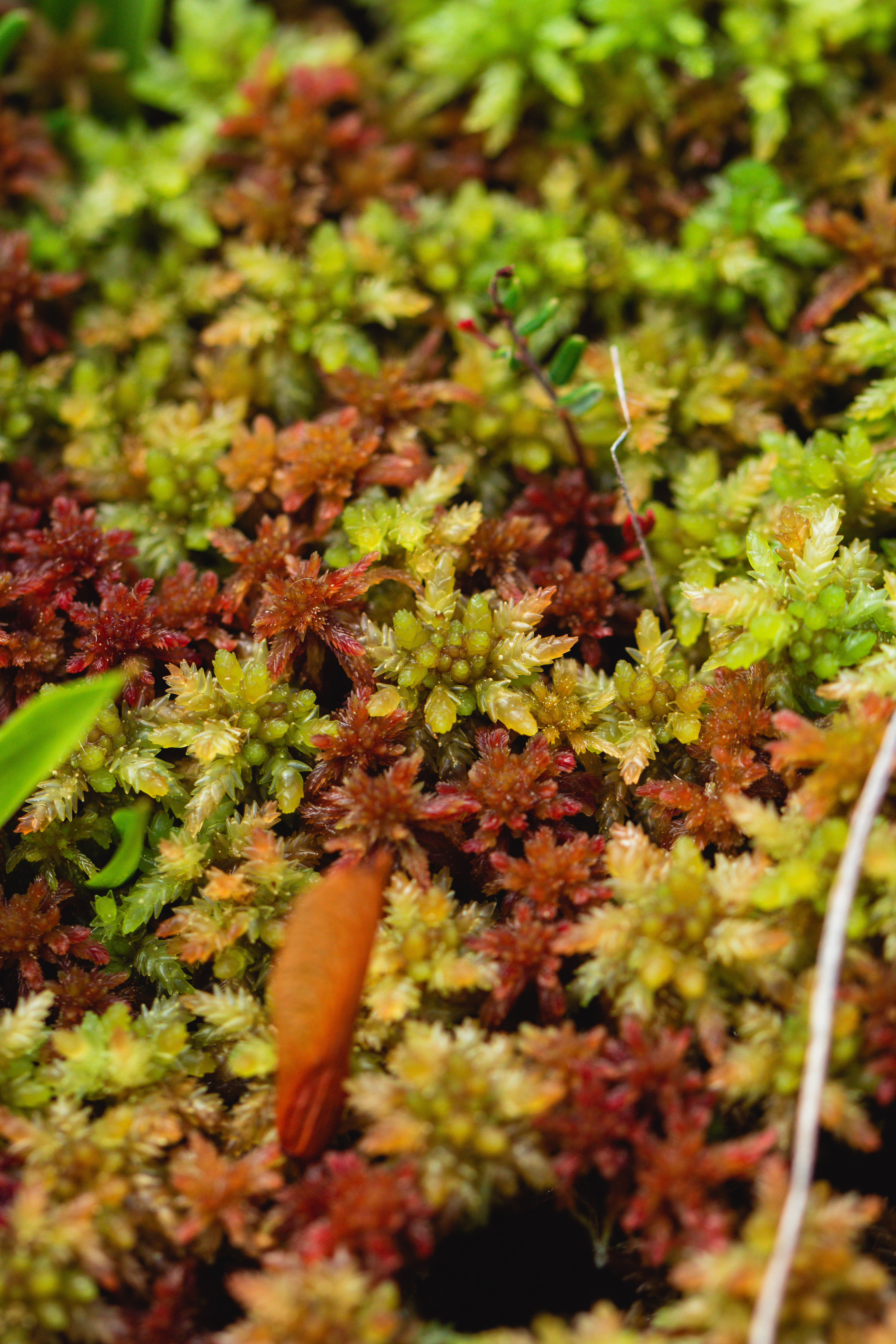 Sphagnum medium