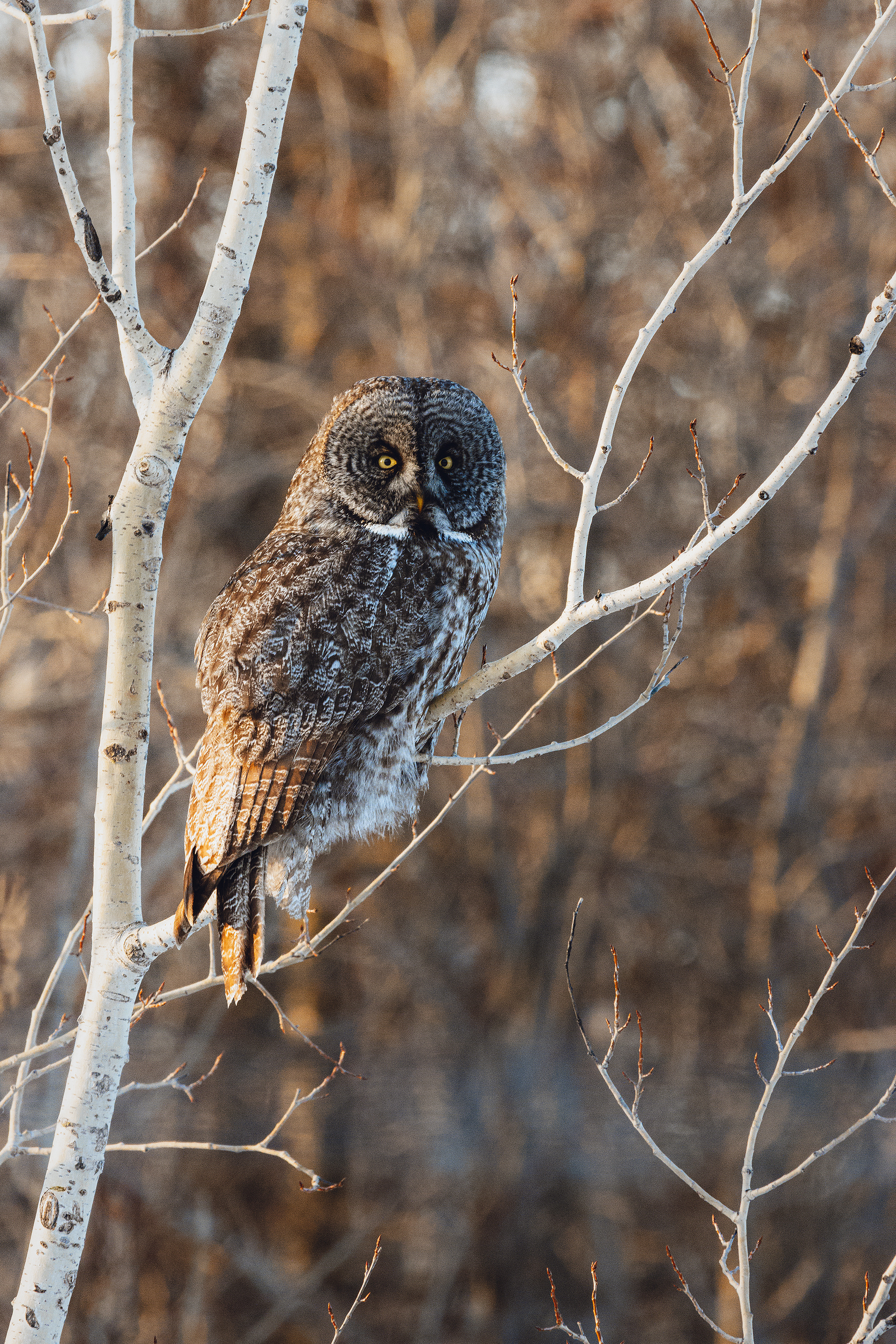 Chasse au crépuscule