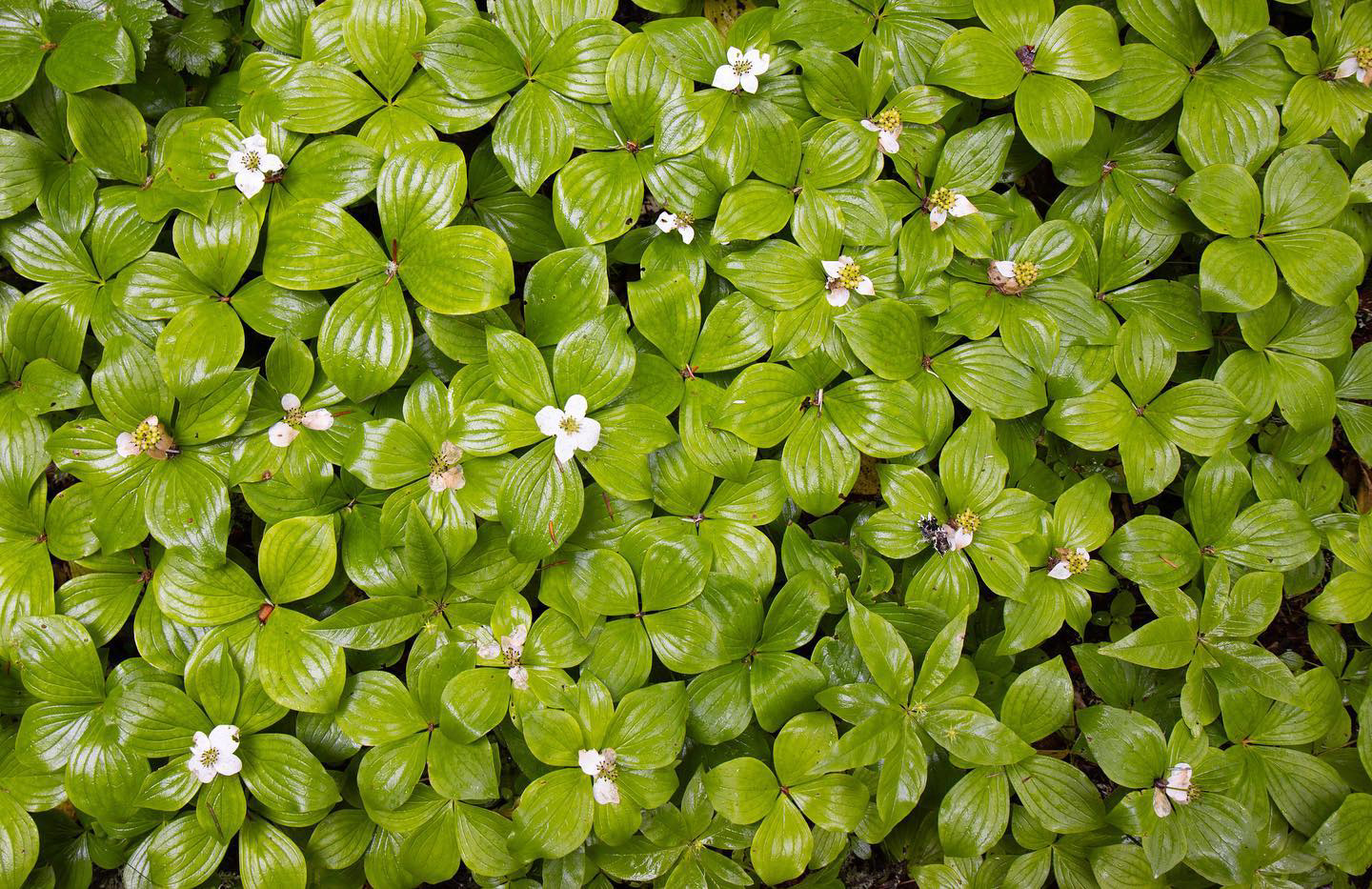 Cornus canadensis