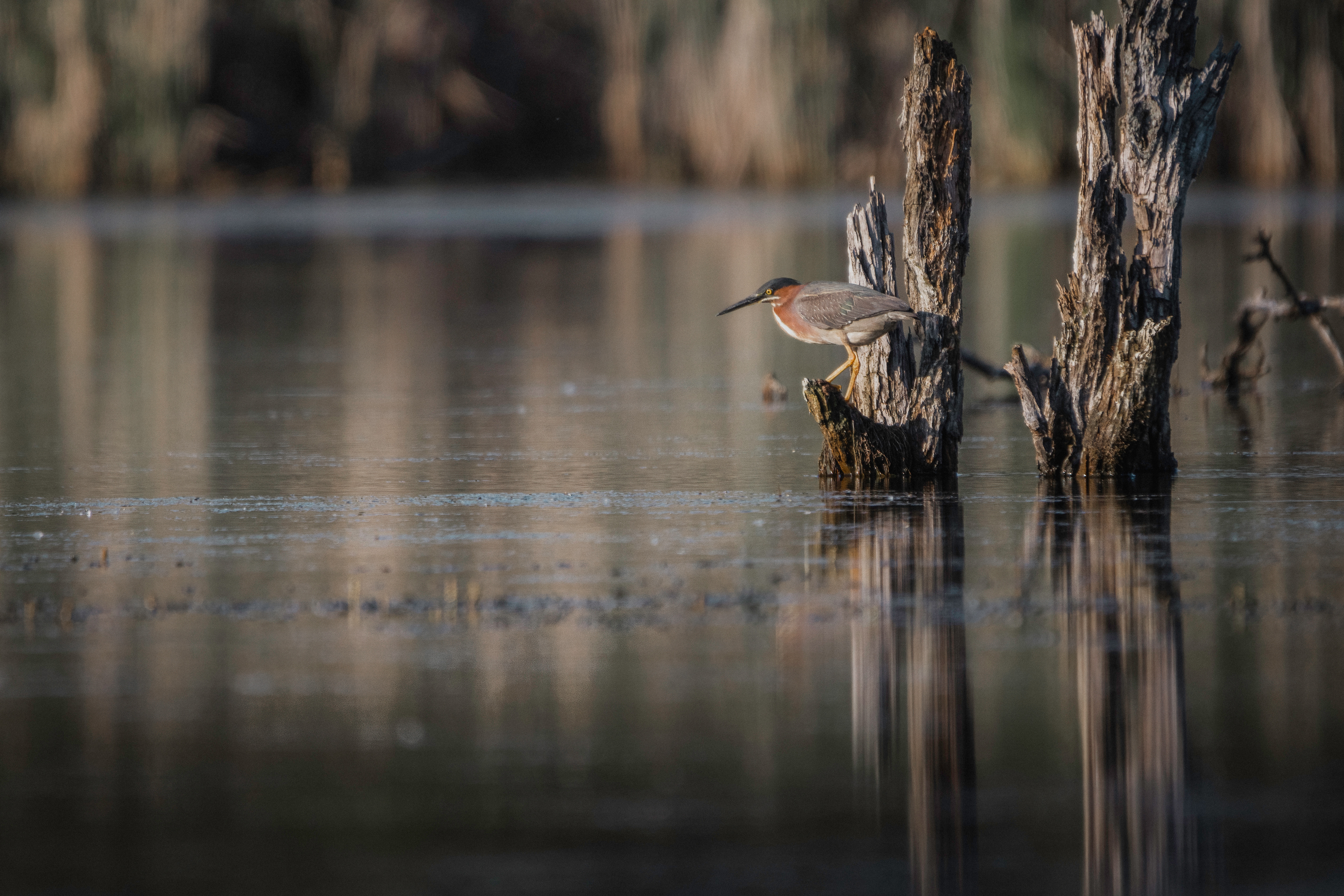 Martin-pêcheur d'Amérique