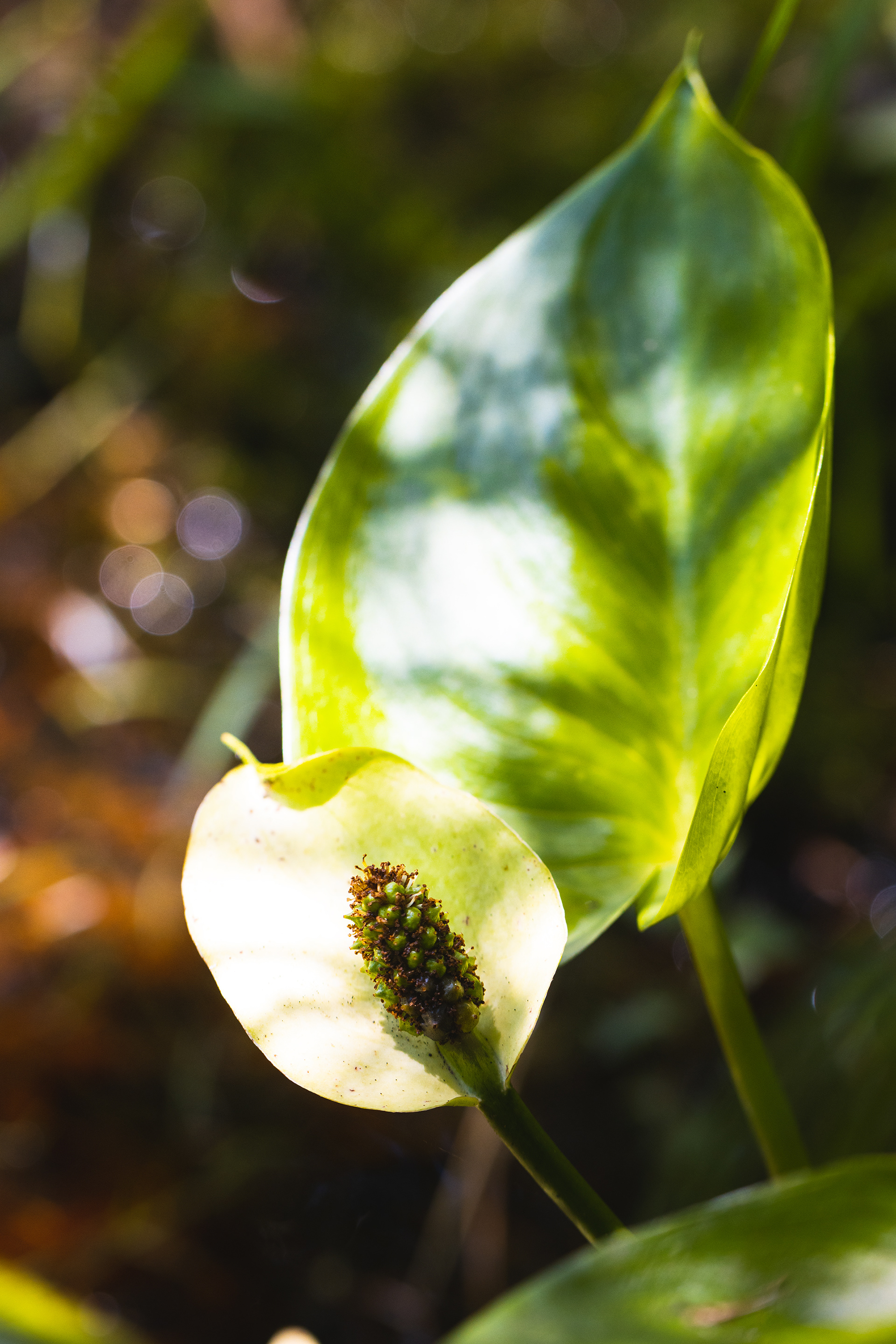 Calla palustris