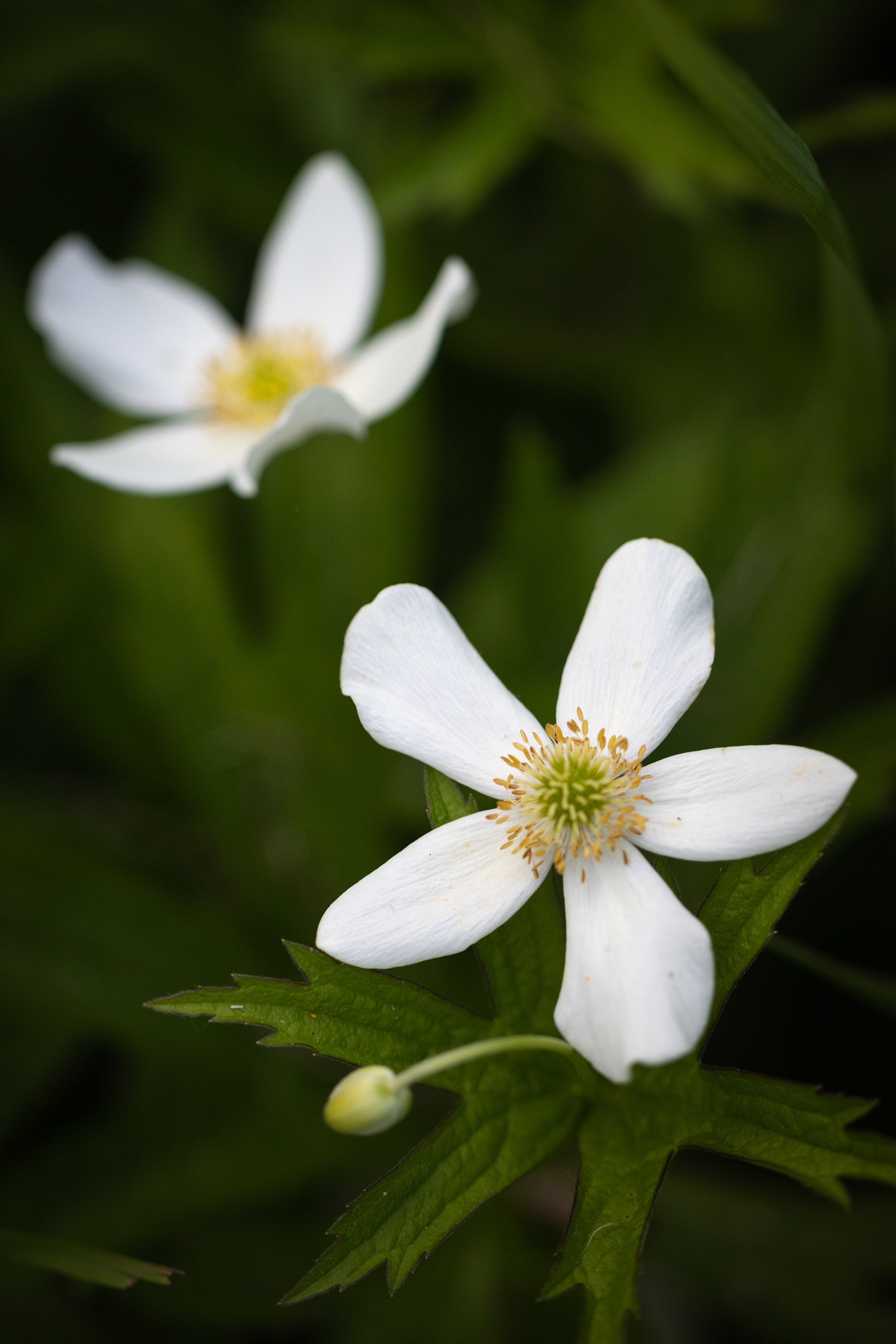 Anemonastrum canadense