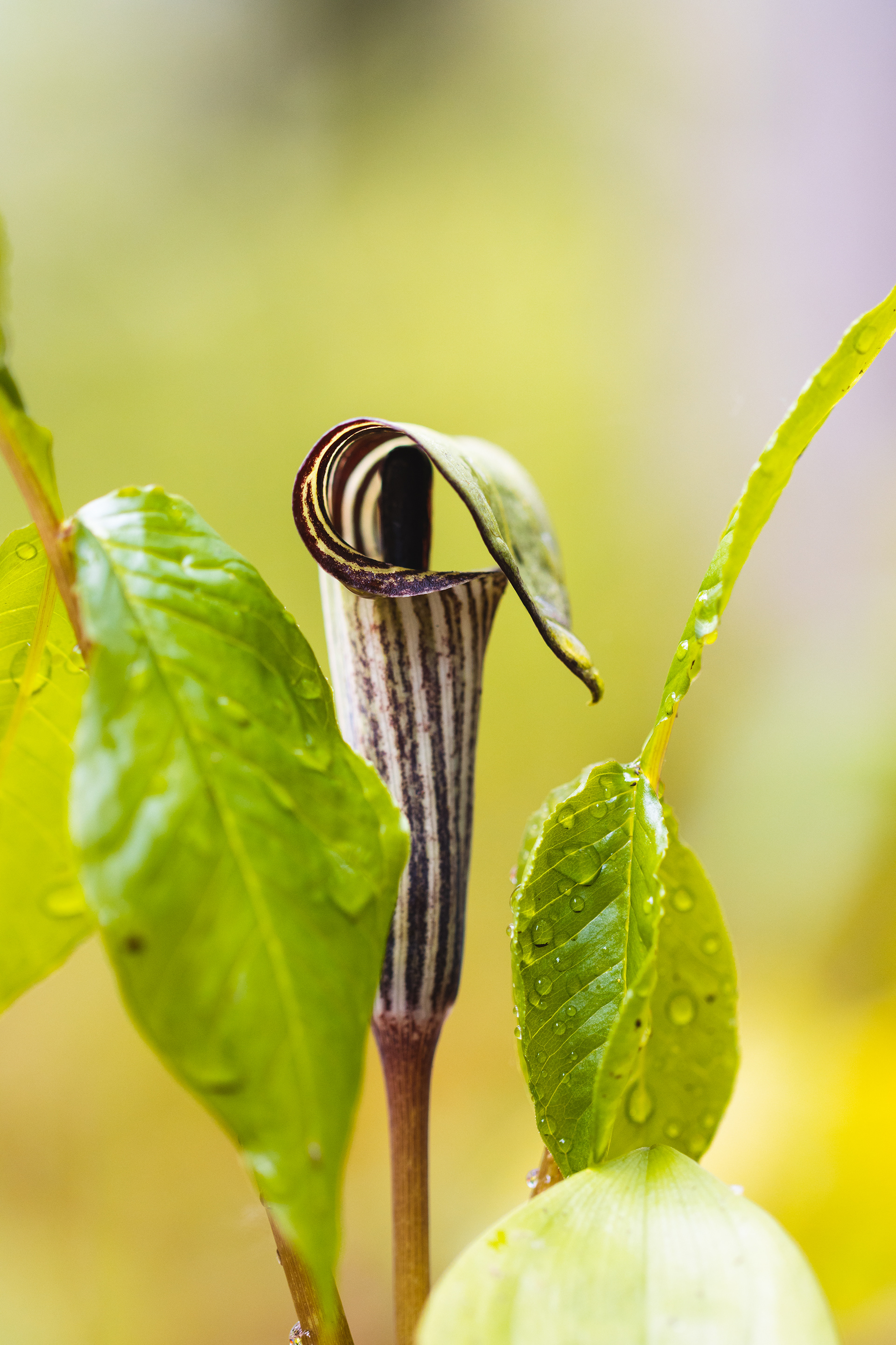 Arisaema triphyllum