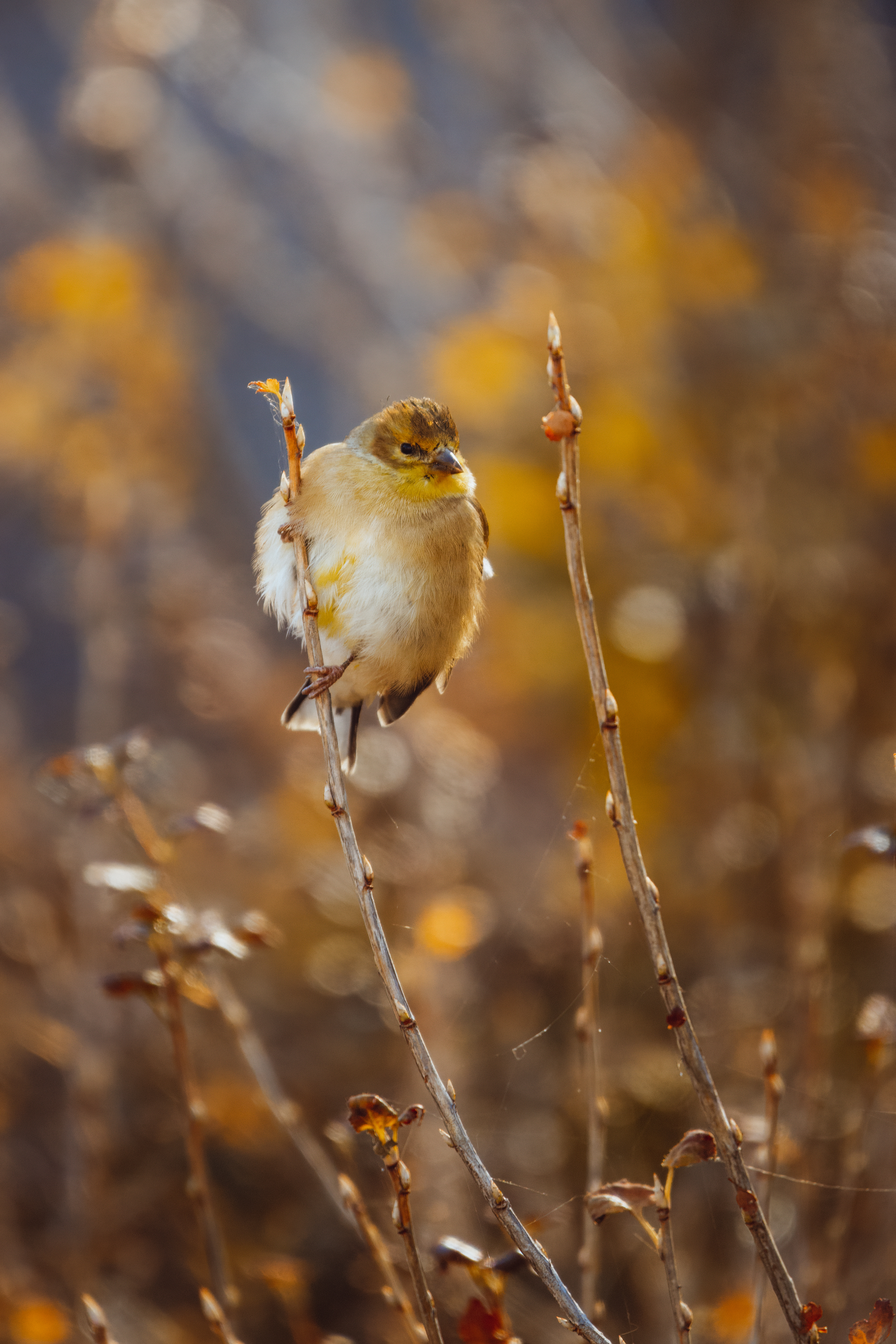 Chardonneret jaune