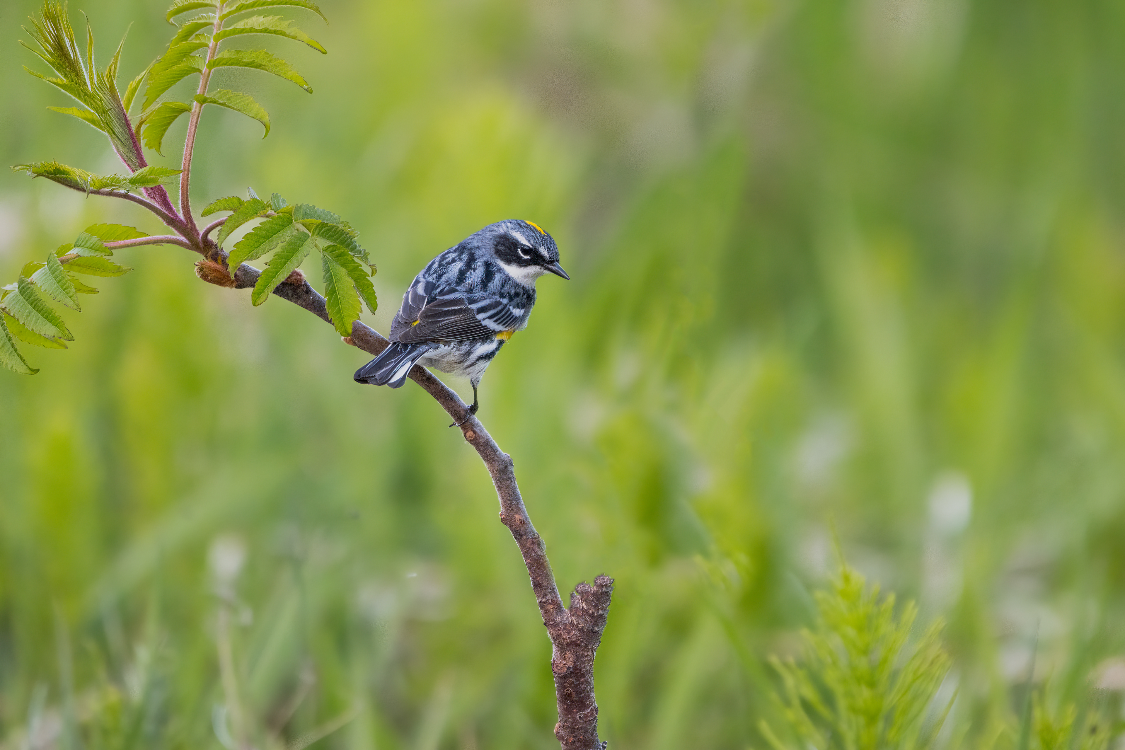 Paruline à croupion jaune