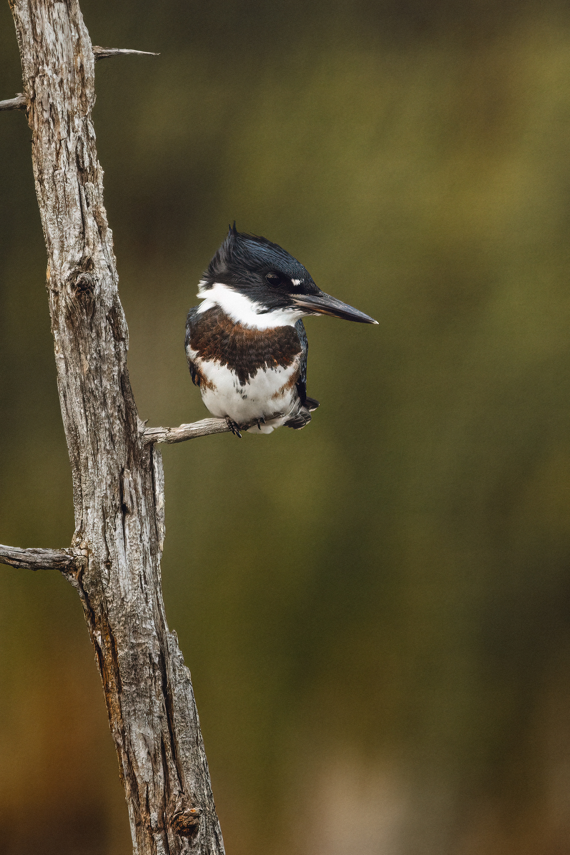 Martin-pêcheur d'Amérique