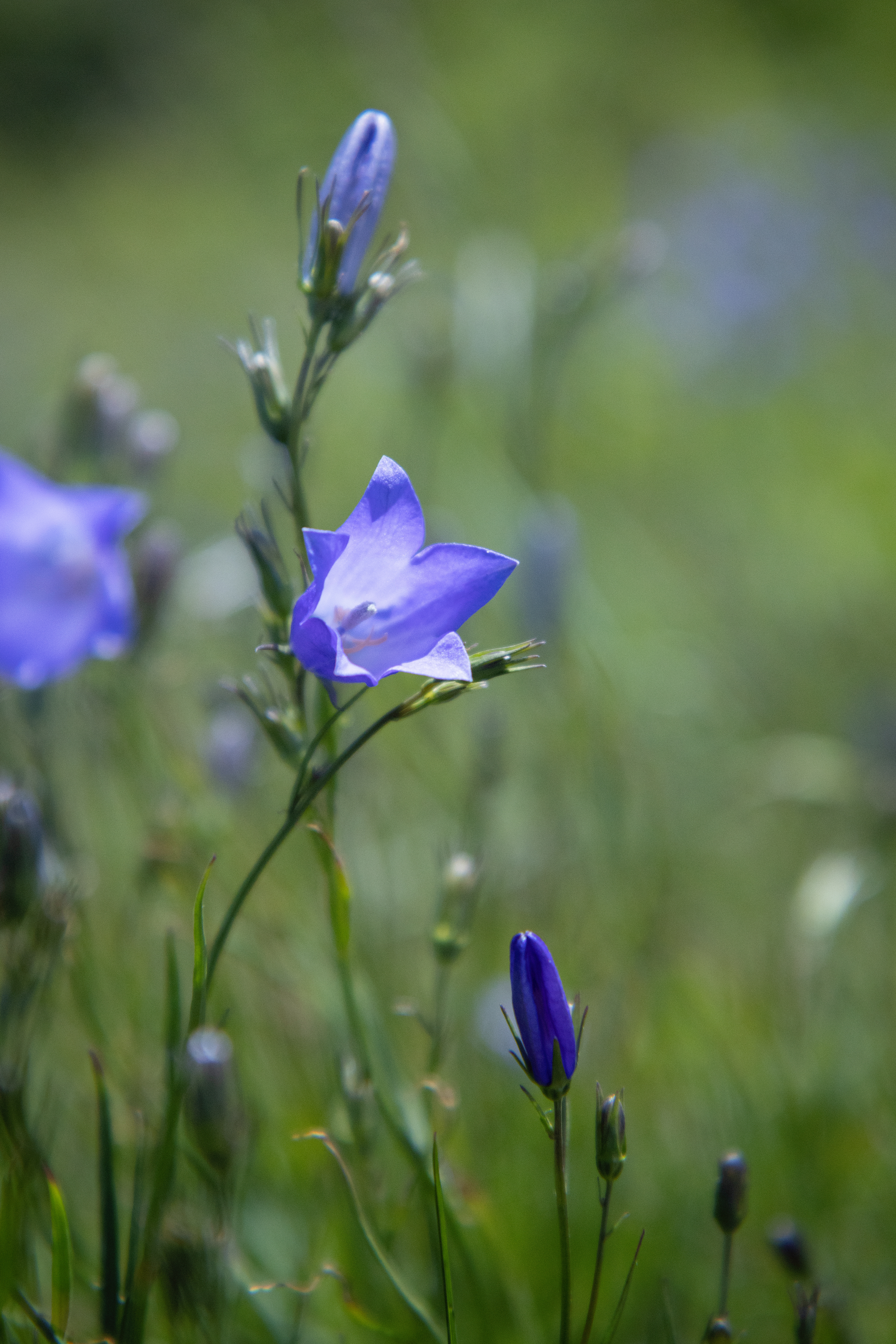 Campanula rotundifolia