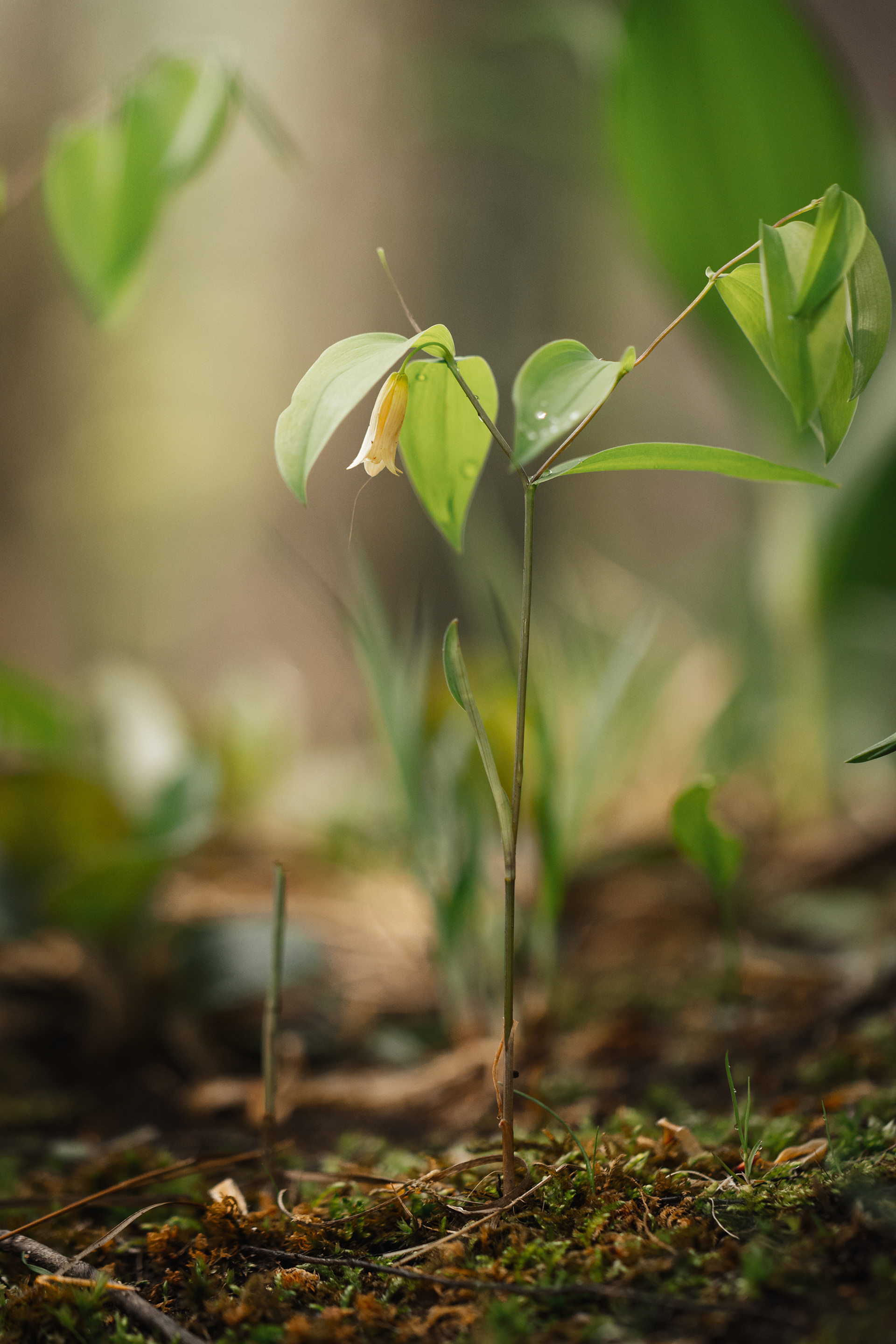 Uvularia sessifolia