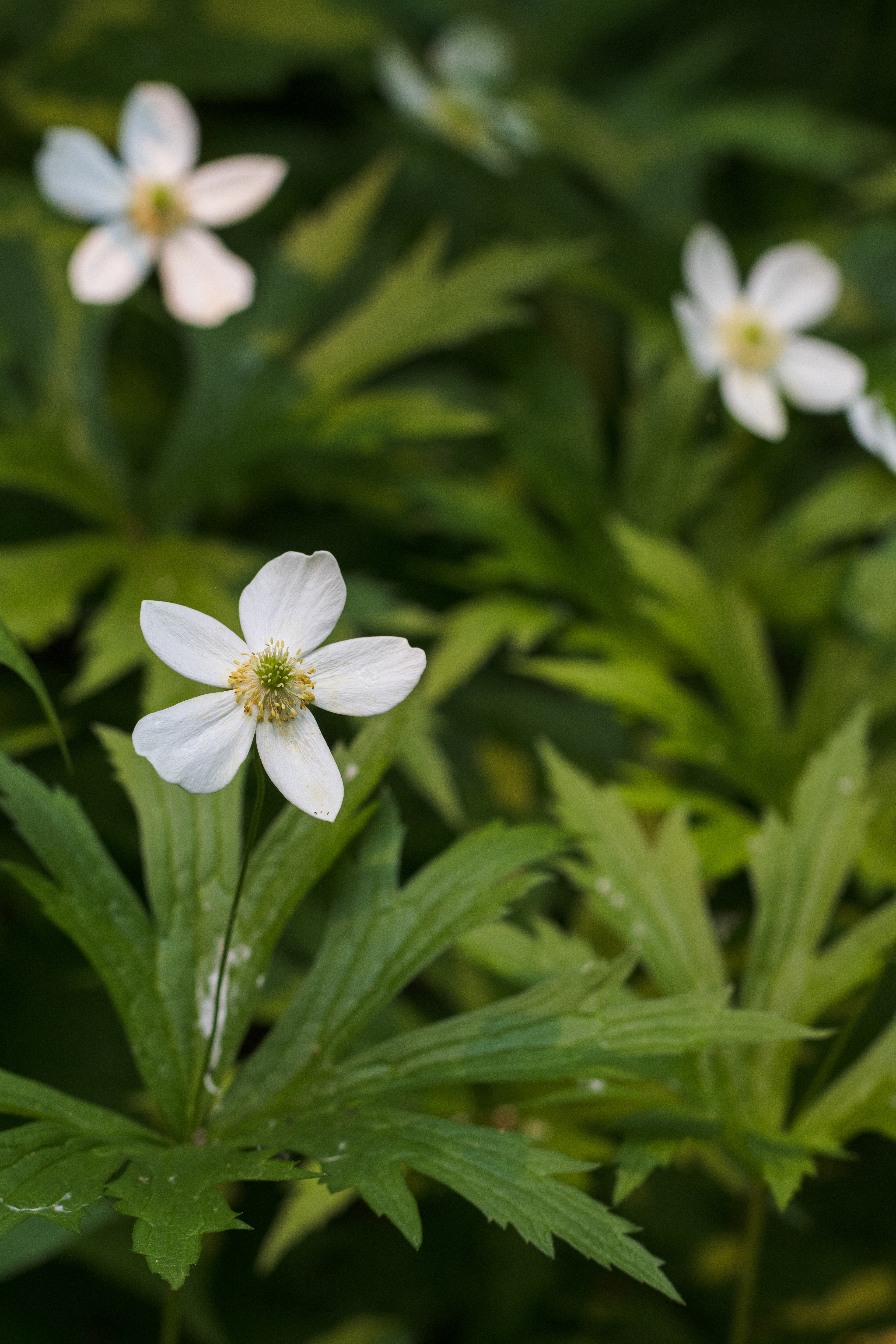 Anemonastrum canadense