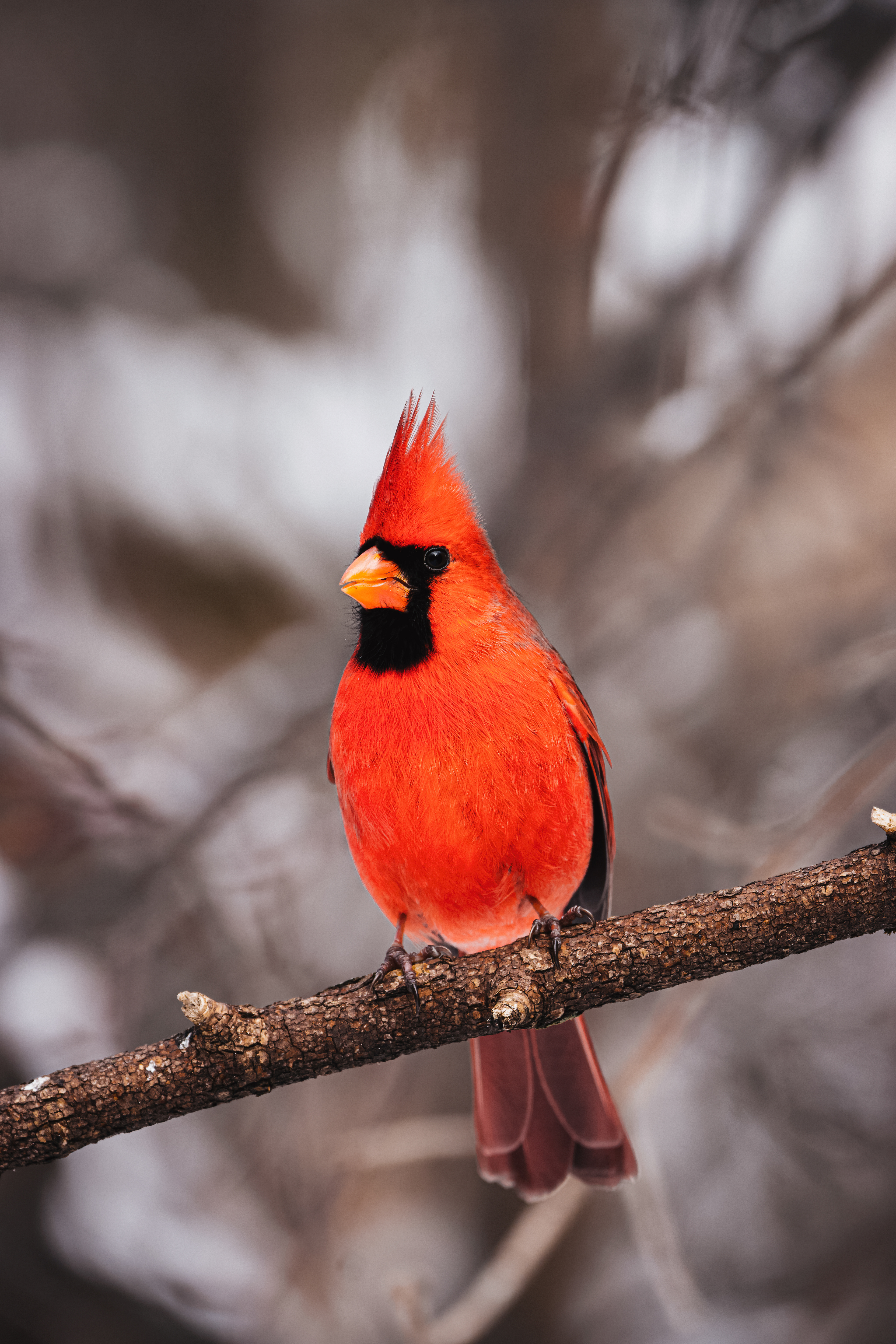 Cardinal rouge