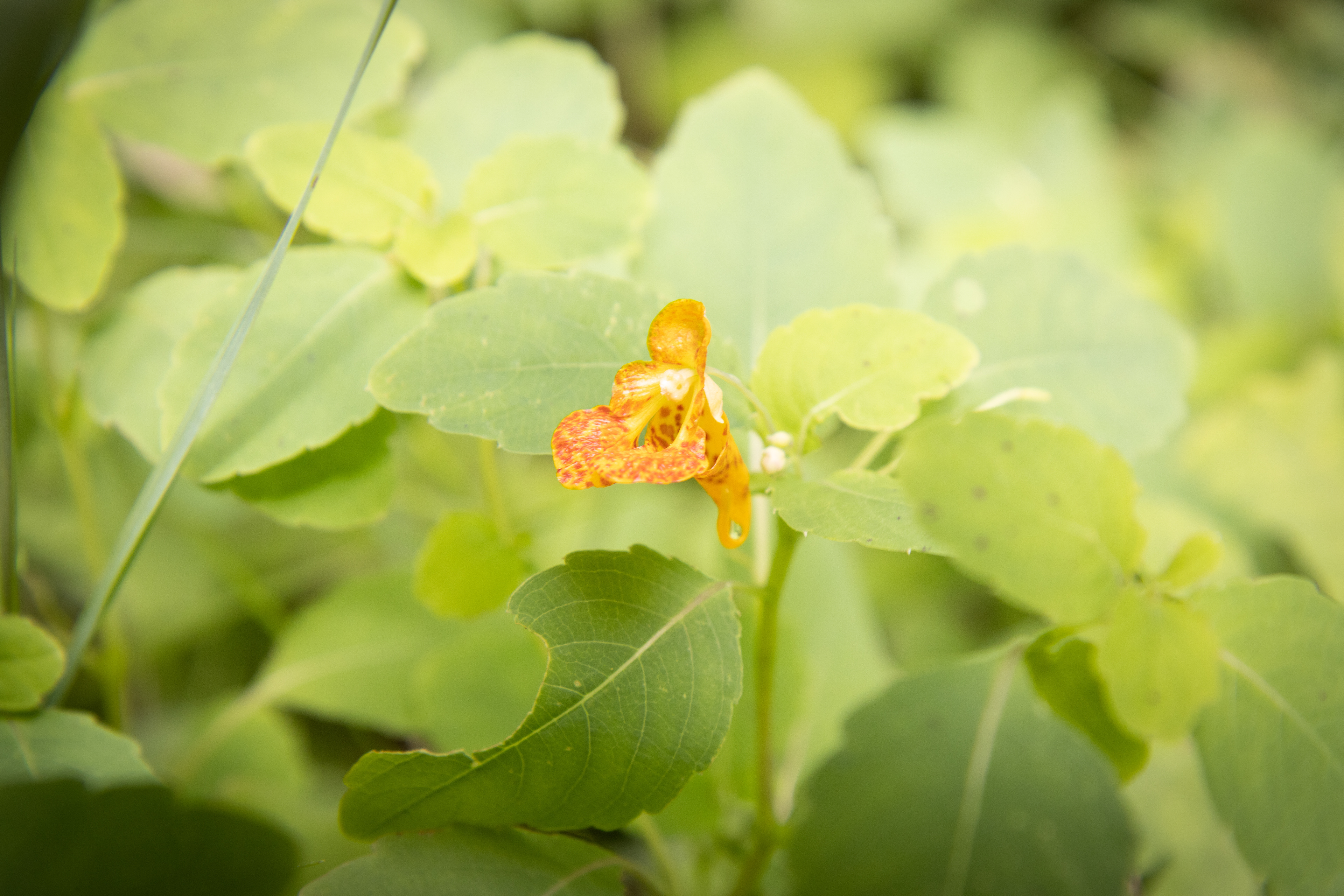 Impatiens capensis